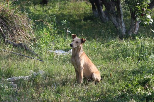 A calm brown dog sits on lush green grass with trees in the background.