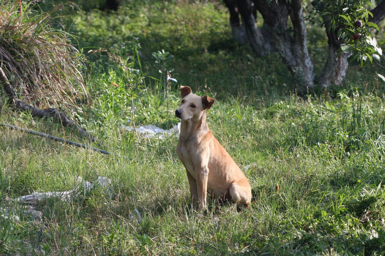 a calm brown dog sits on lush green grass with trees in the background