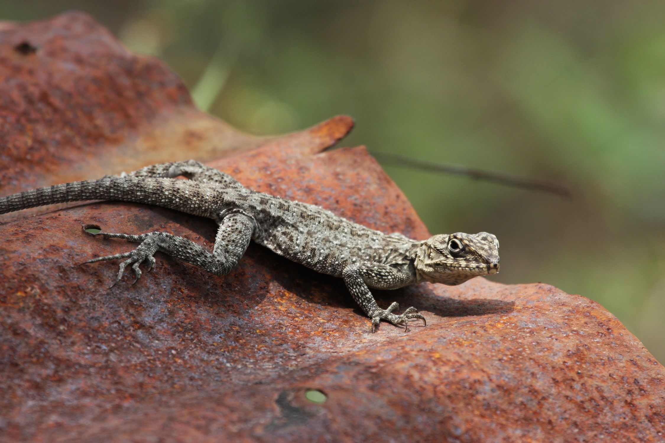 Rust Lizard Close-up of a Lizard on a Rusty Surface · Free Stock Photo