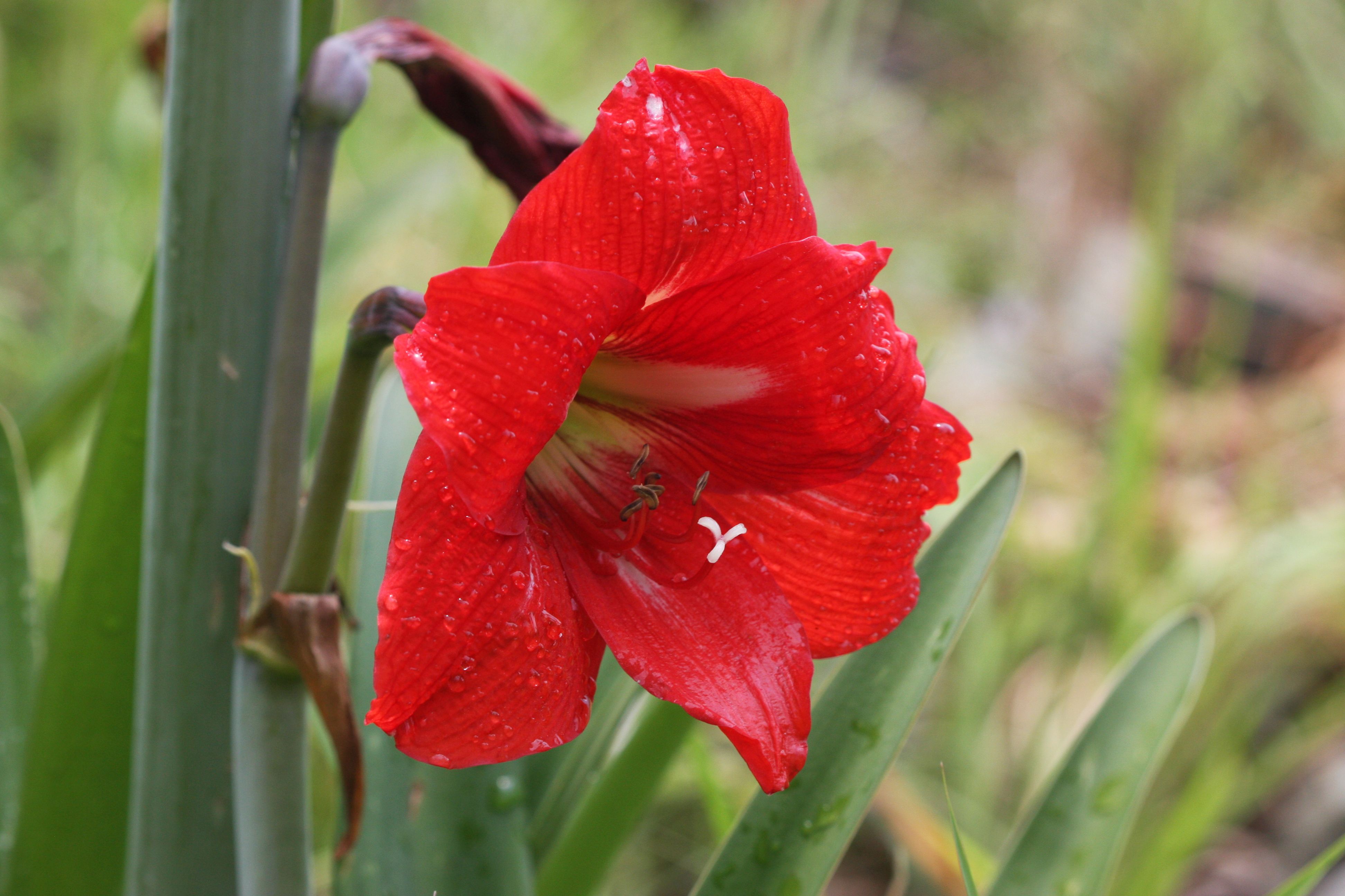 Close-up of a vibrant red amaryllis flower covered in dewdrops, showcasing natural beauty.