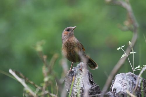 Free Captivating photo of a brown bird perched on a stump against a lush green forest backdrop. Stock Photo