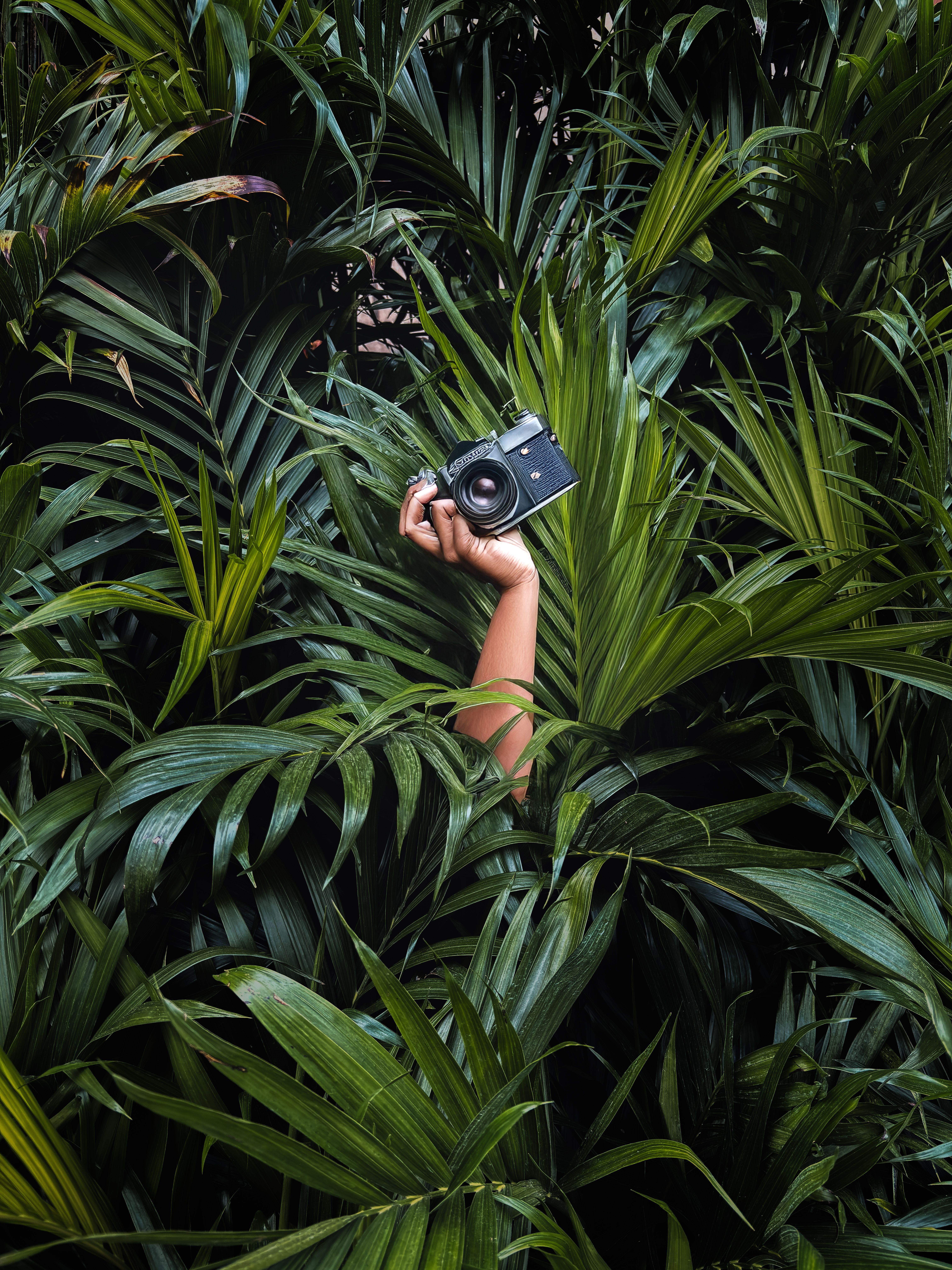 Camera in Tropical Foliage - Creative Jungle Shot · Free Stock Photo