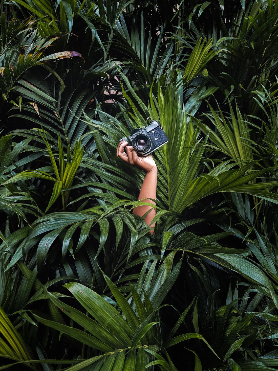 Camera in Tropical Foliage - Creative Jungle Shot · Free Stock Photo