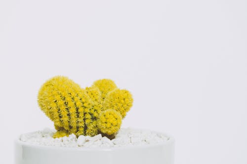 Foto d'estoc gratuïta de afilat, brillant, cactus