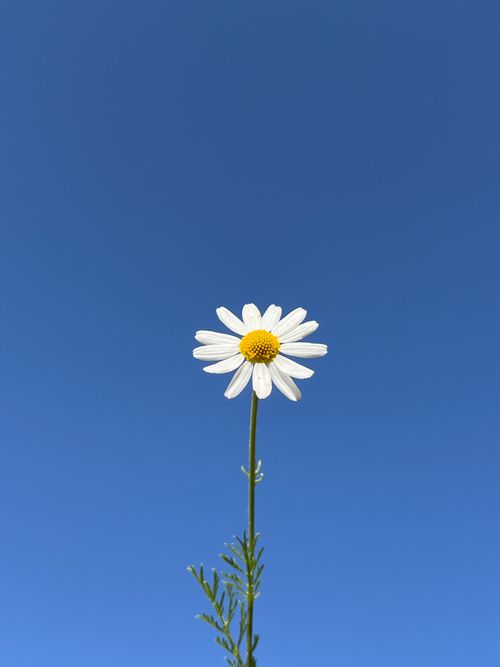 Free Charming white daisy with yellow center isolated against a deep blue sky in Gebele, Azerbaijan. Stock Photo
