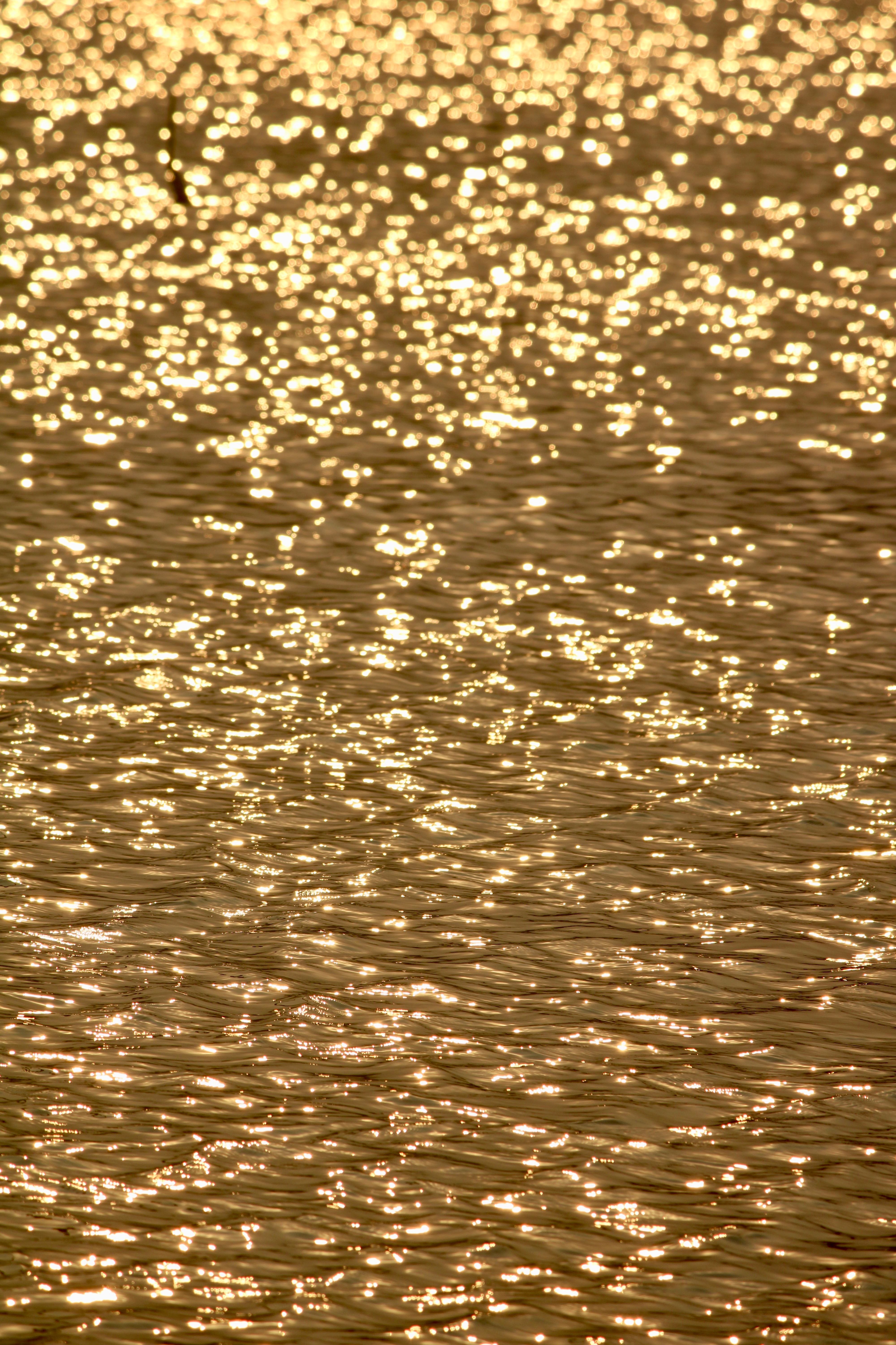 Golden Sunlight Reflecting on Rippling Water · Free Stock Photo