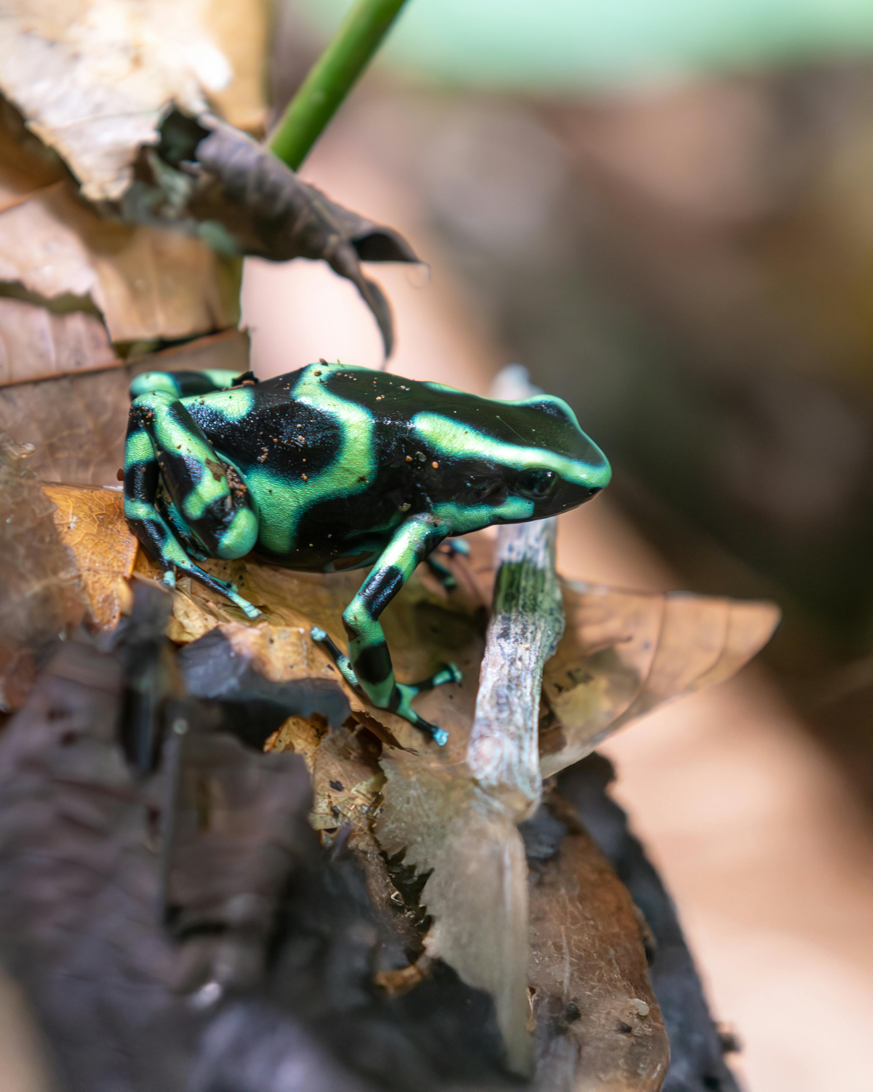 Close-up of a colorful poison dart frog on leaves in Costa Rica's rainforest.