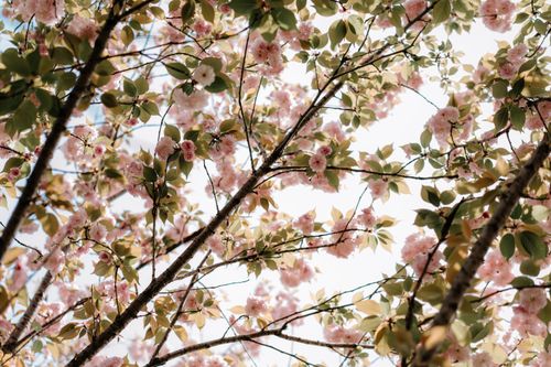 Free A serene view of cherry blossoms blooming against a clear spring sky. Stock Photo