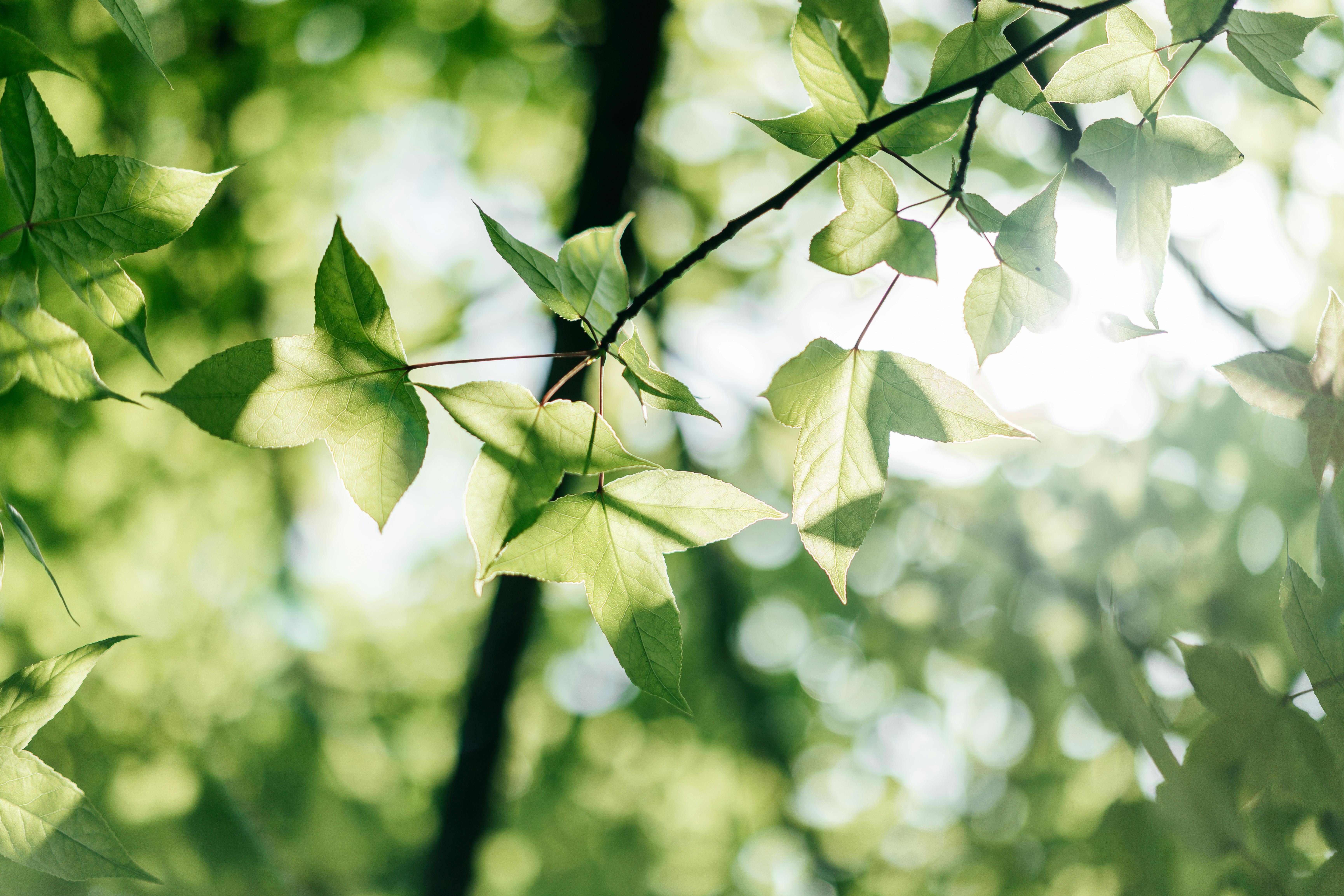 corporate governance esg — Photo by Benkmod_ Ben on Pexels