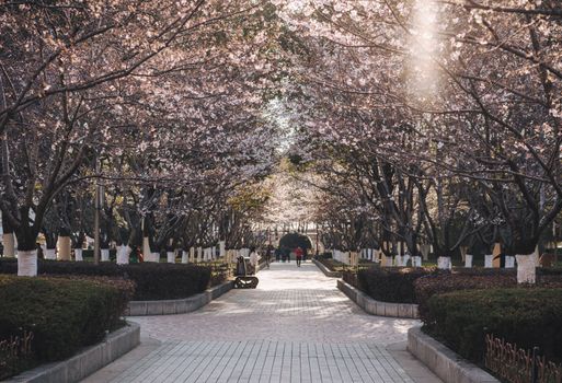 A peaceful park path lined with blooming cherry blossoms during spring. Ideal for nature and travel themes.