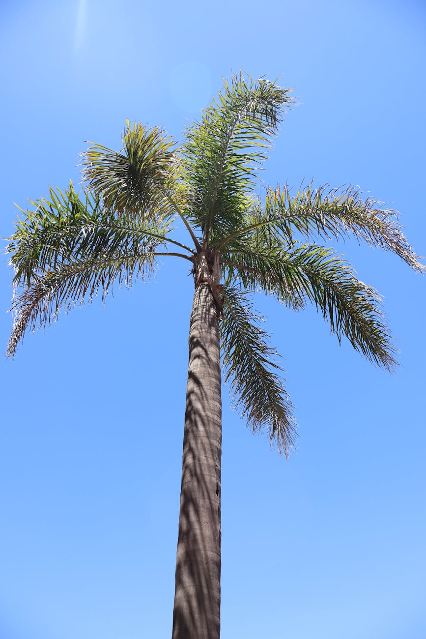 Fairbanks Royal Caribbean