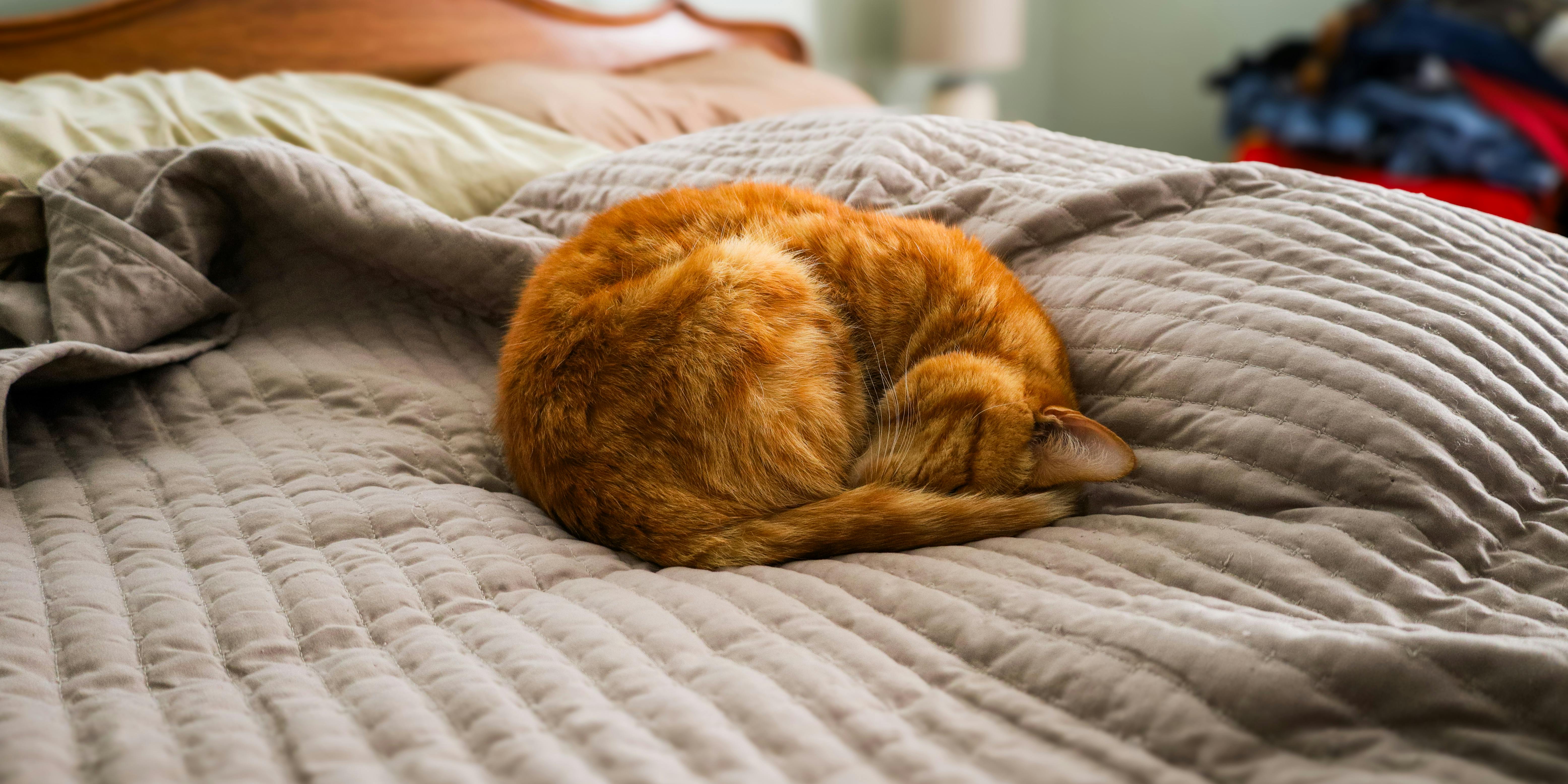 Why undisturbed sleep is important to brain injury recovery — Photo by Jeremy Pitman on Pexels