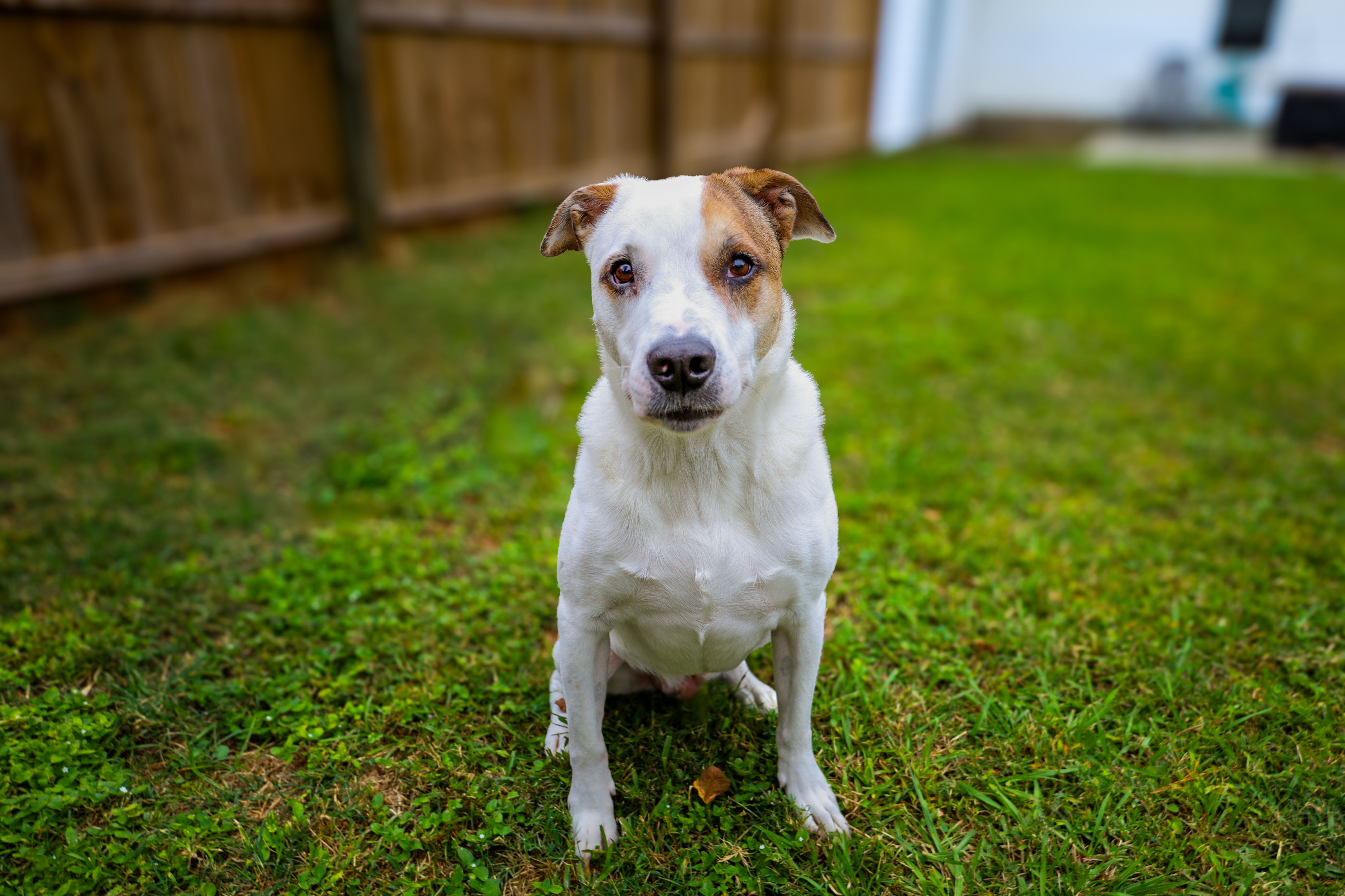 Adorable Dog Sitting in Green Backyard Lawn · Free Stock Photo
