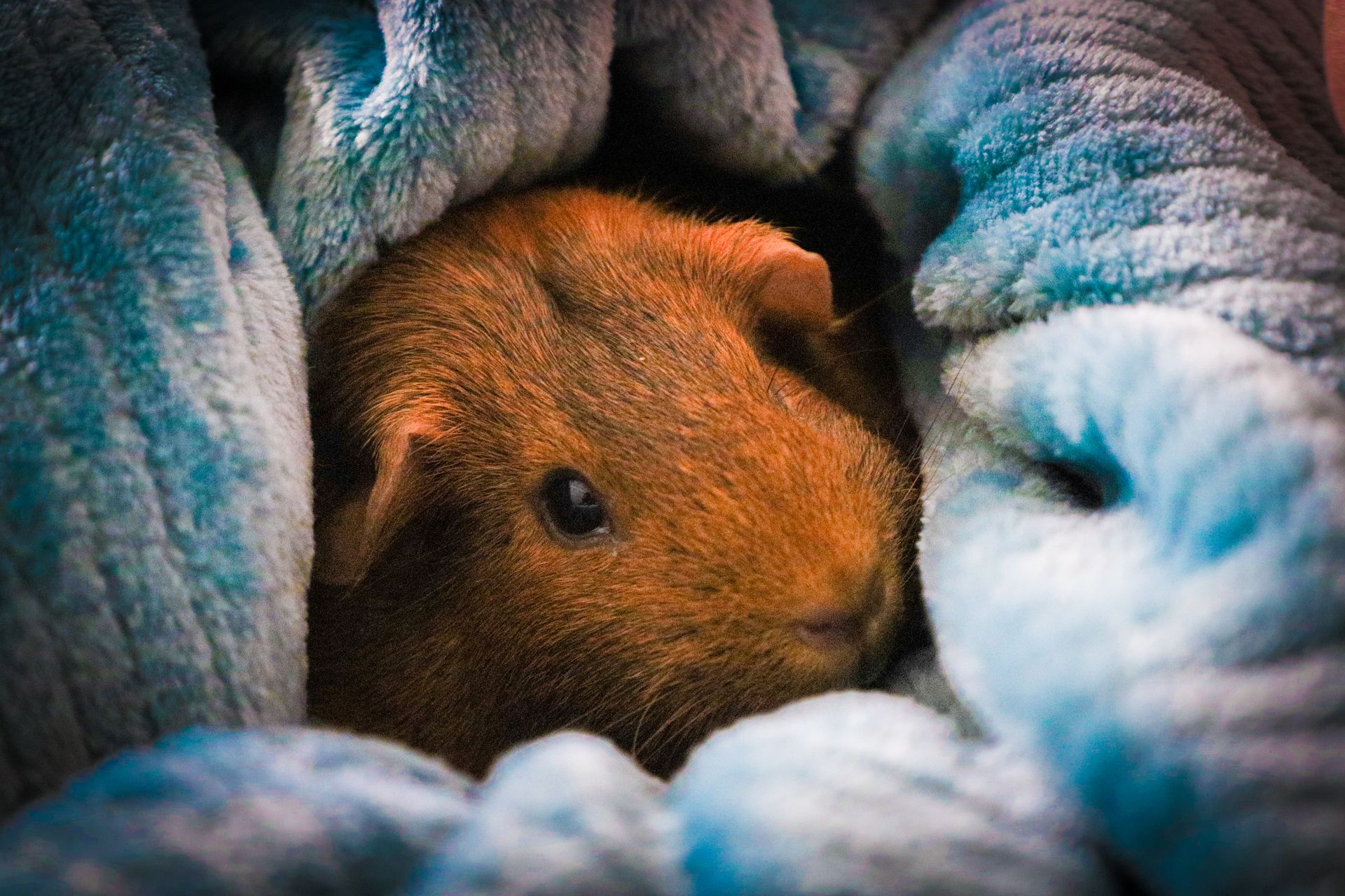 Adorable guinea pig cuddled up in a blue blanket, creating a cozy ambiance.