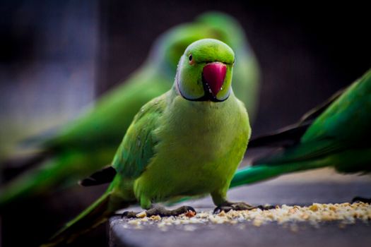 parrot photo