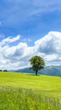 A solitary tree stands in a lush green meadow against a bright blue sky with fluffy clouds.