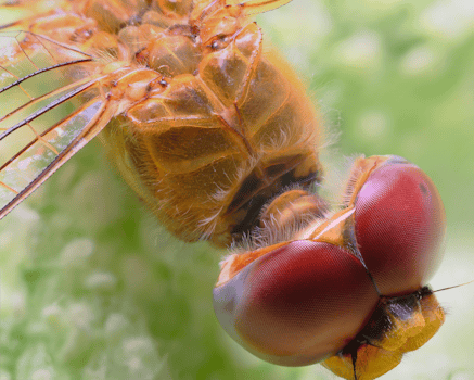 Detailed macro shot of a dragonfly's head and wings on a green background.