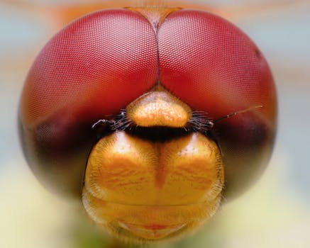 Stunning macro shot showcasing intricate details of a dragonfly's eye.