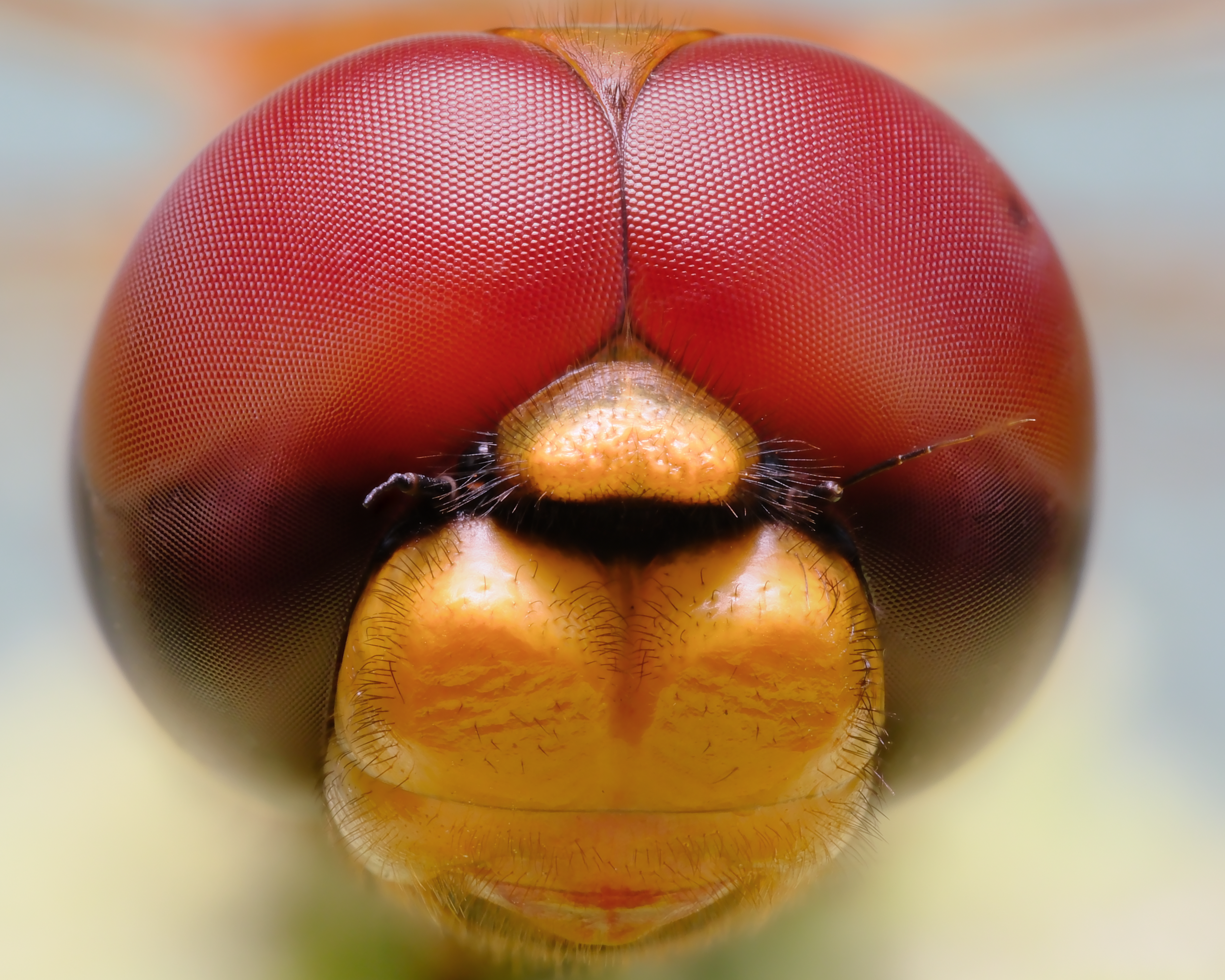Close-up of Dragonfly Eye Macro Photography · Free Stock Photo
