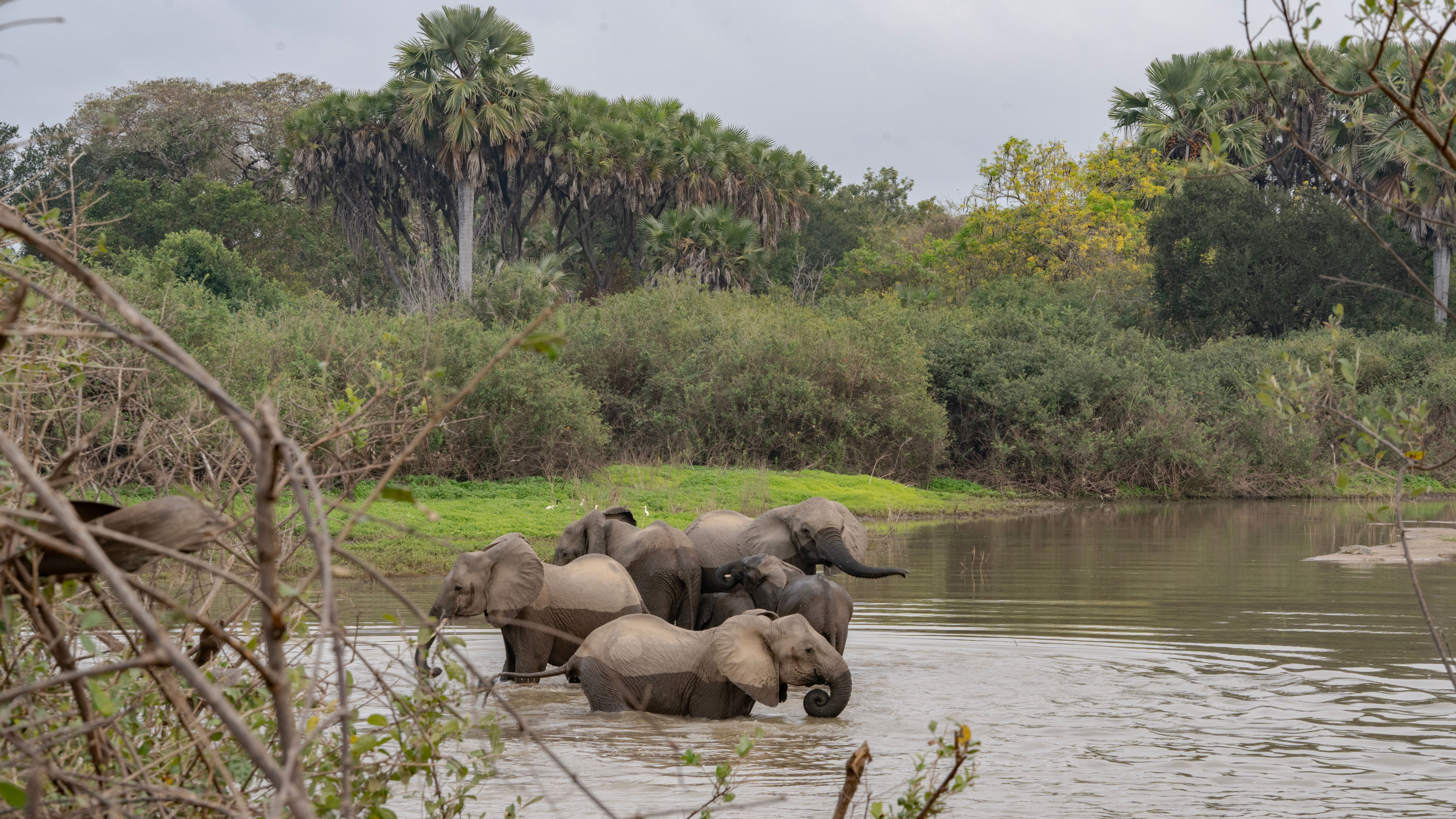 Un groupe d'éléphants africains profitant d'un bain dans un cadre fluvial serein en Tanzanie.