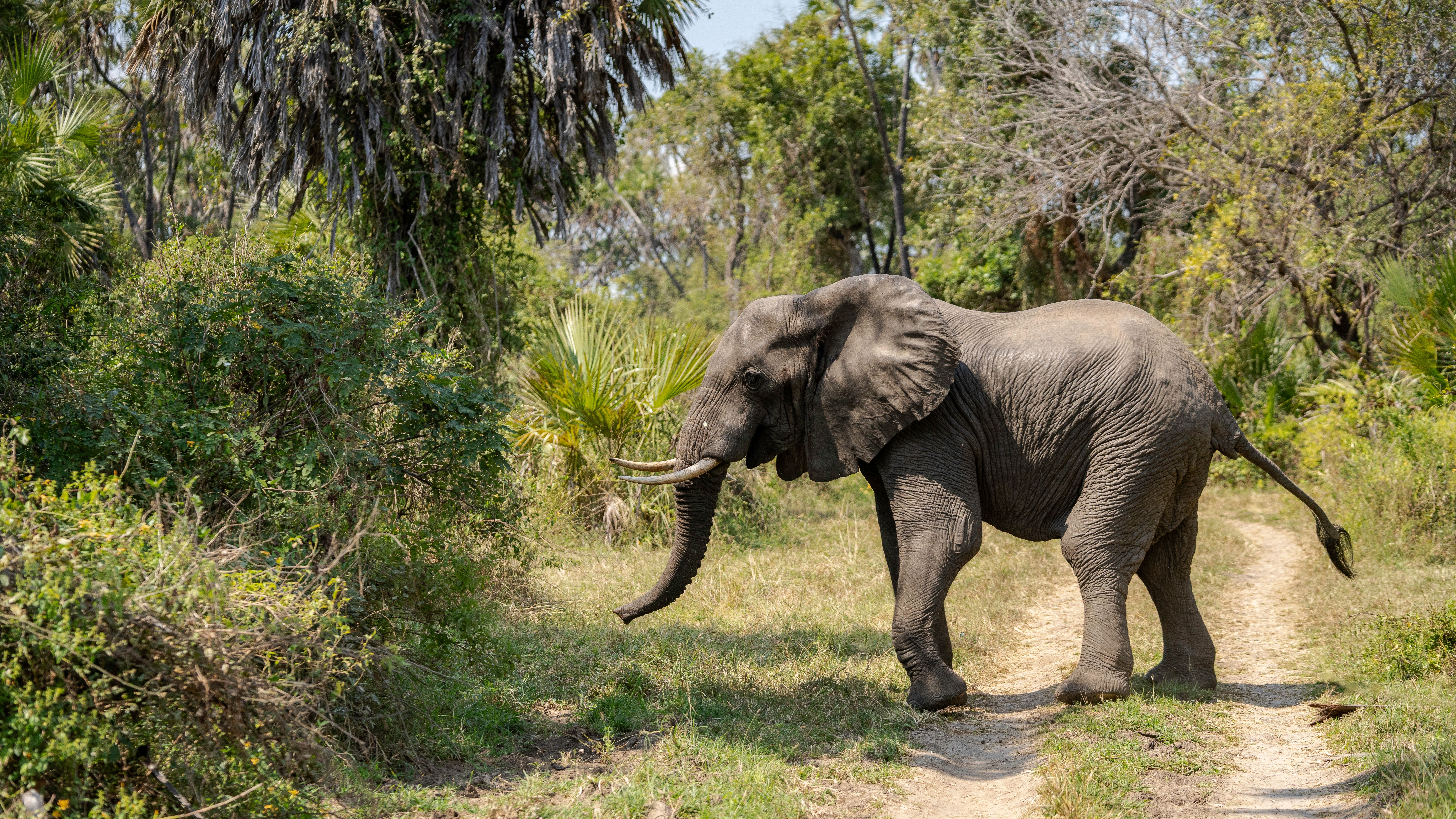 💰 REGENERATE THE WILD: The Ultimate Guide to Booking Transformative Wildlife Safaris That Heal Our Planet (2026 Edition!)