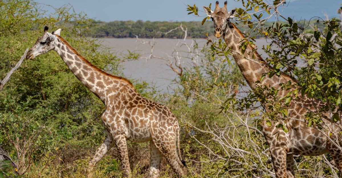 Safari Tanzanie : Guide complet voyage 2026
