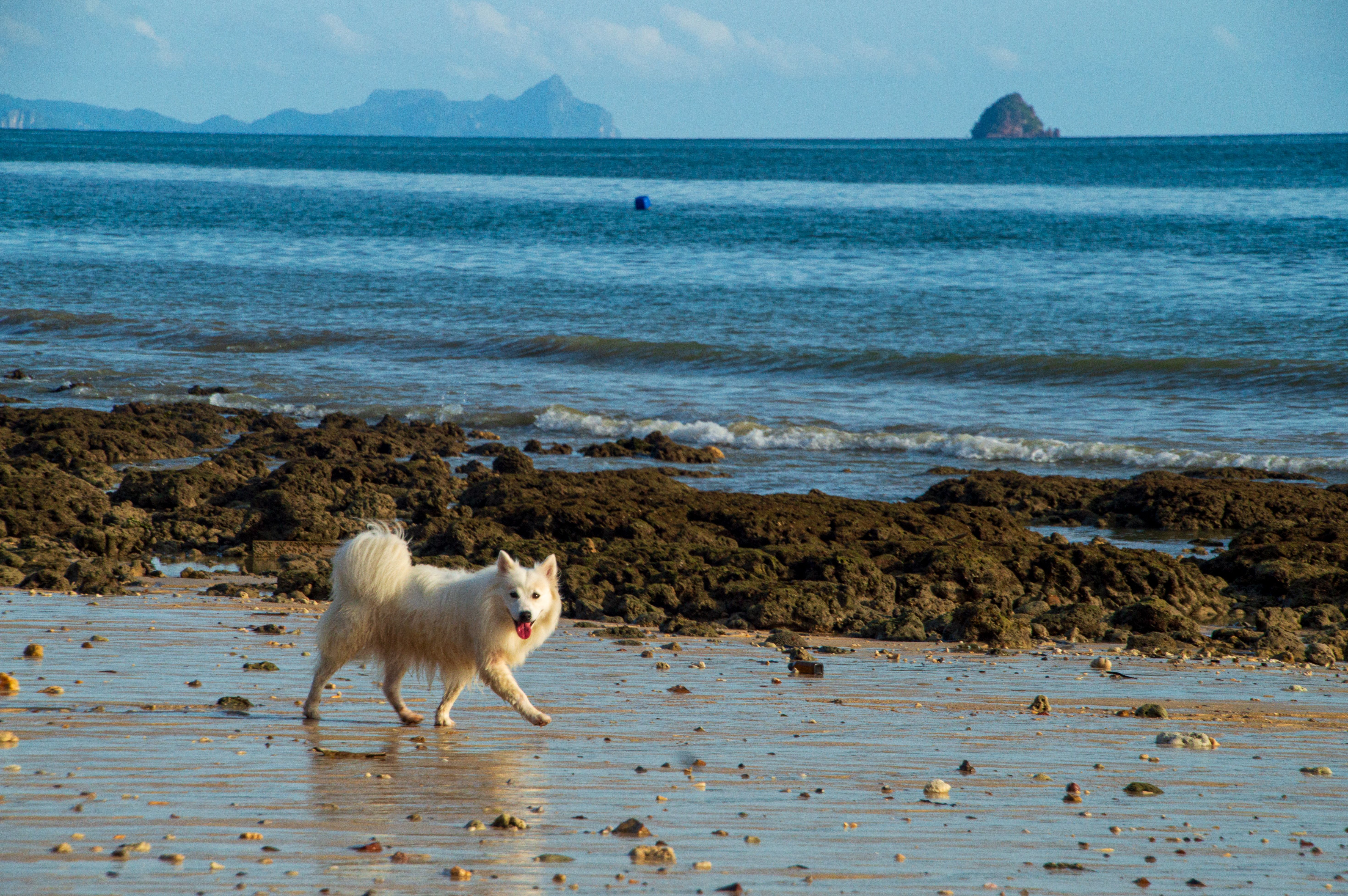 Samoyed Dog Enjoying the Beach in Krabi · Free Stock Photo