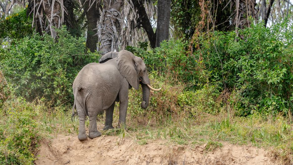 African elephant grazing in lush Tanzanian forest, surrounded by greenery and trees.