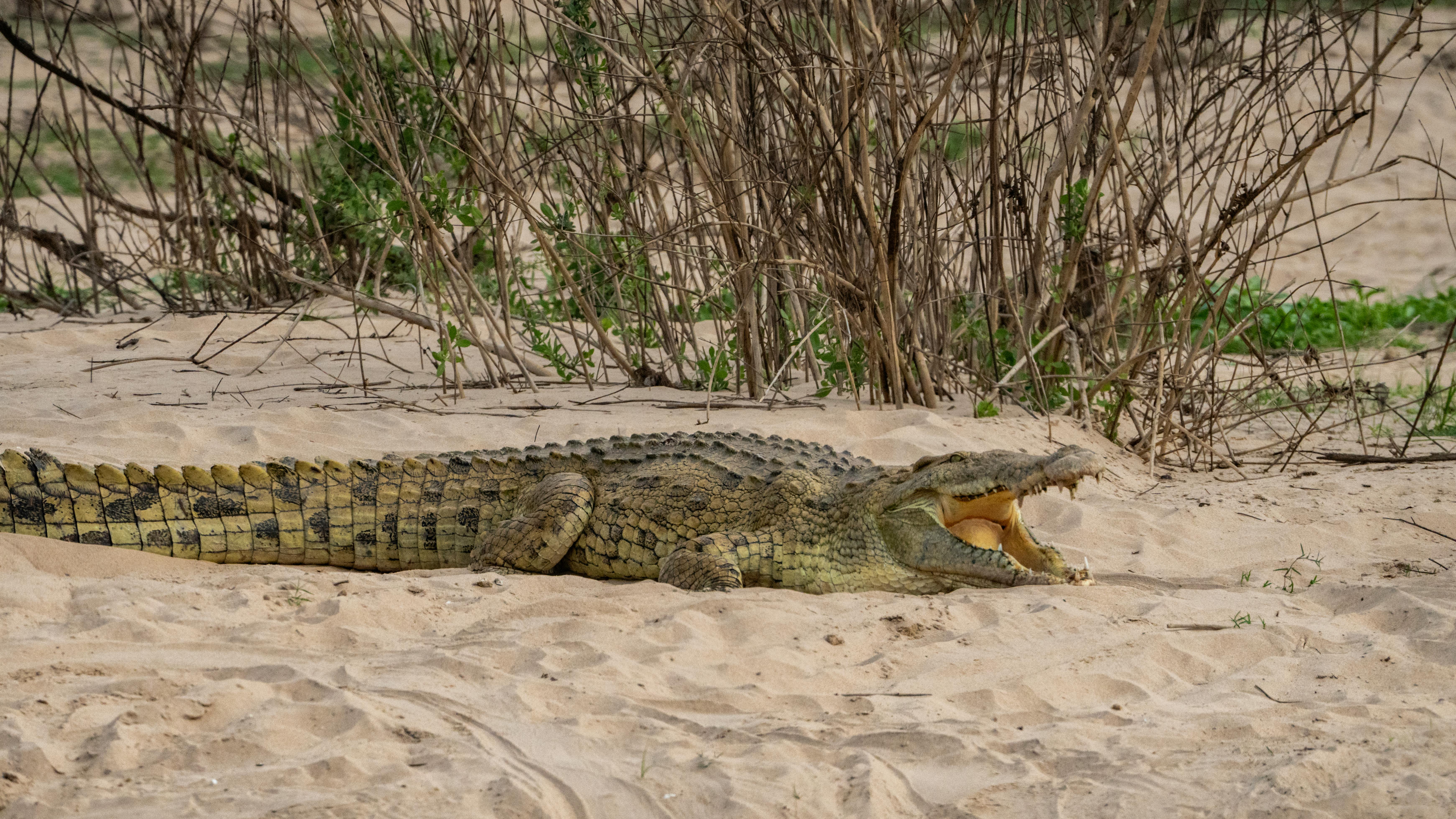 Nile Crocodile Nesting — Grumeti Tanzania