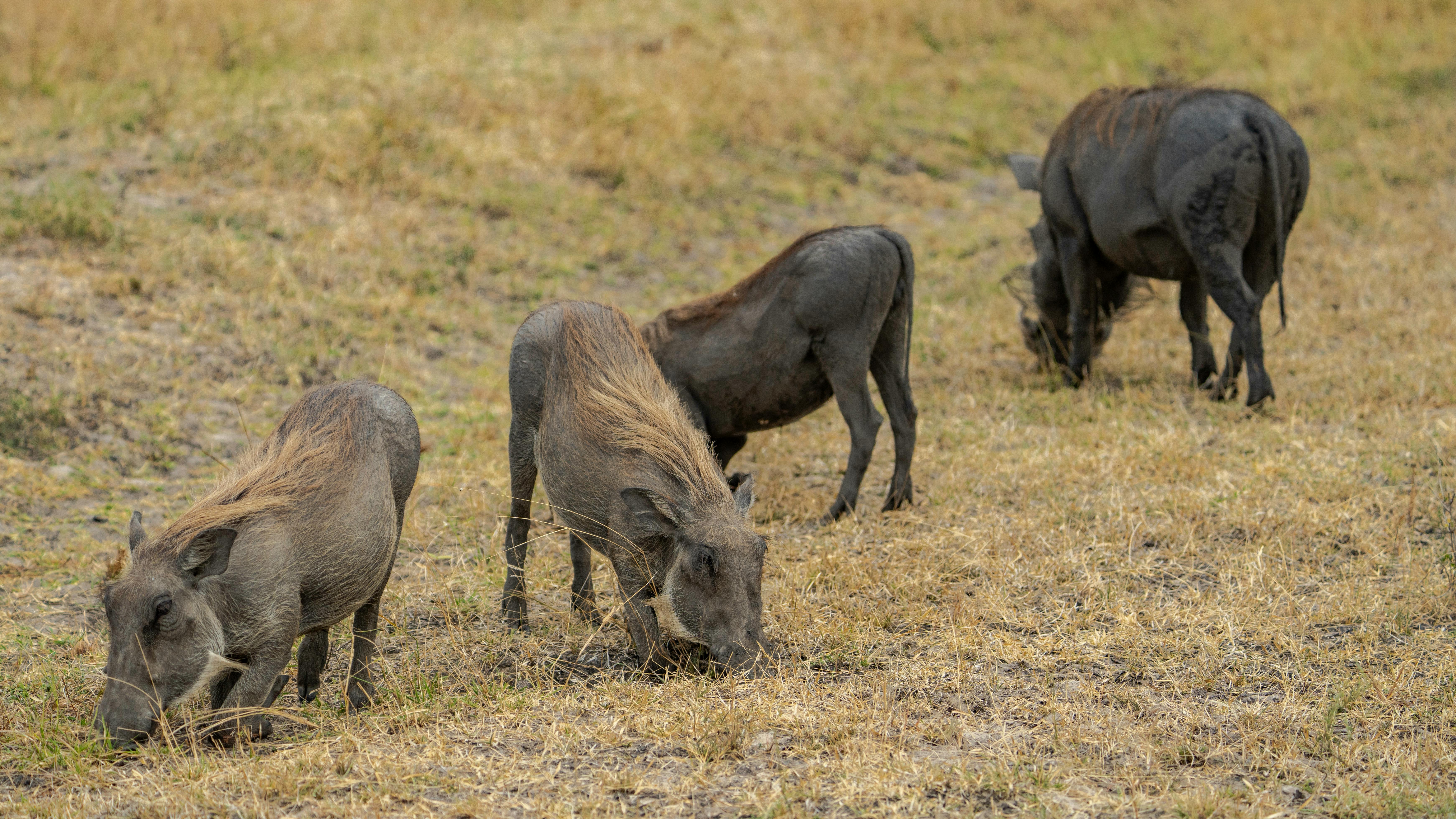 The Fascinating World of Wildlife Documentaries