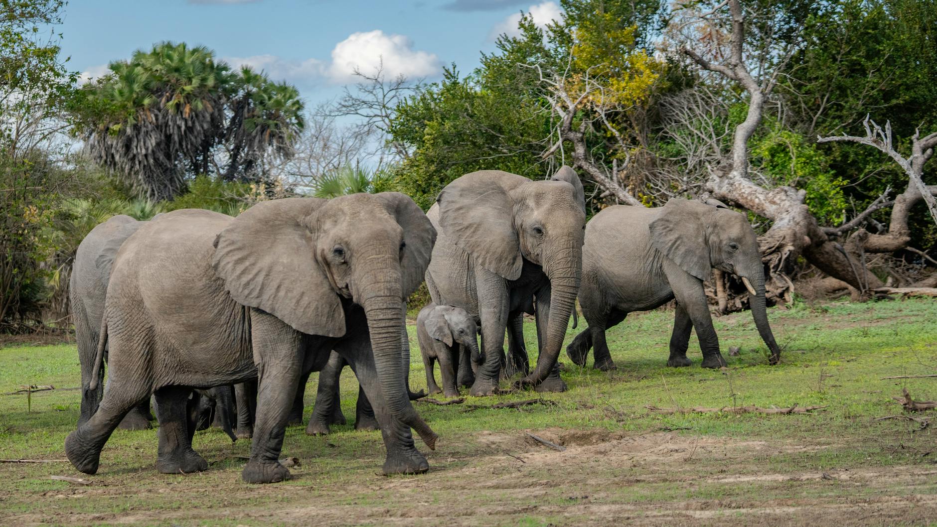 세렝게티 국립공원 (탄자니아) 갤러리 이미지