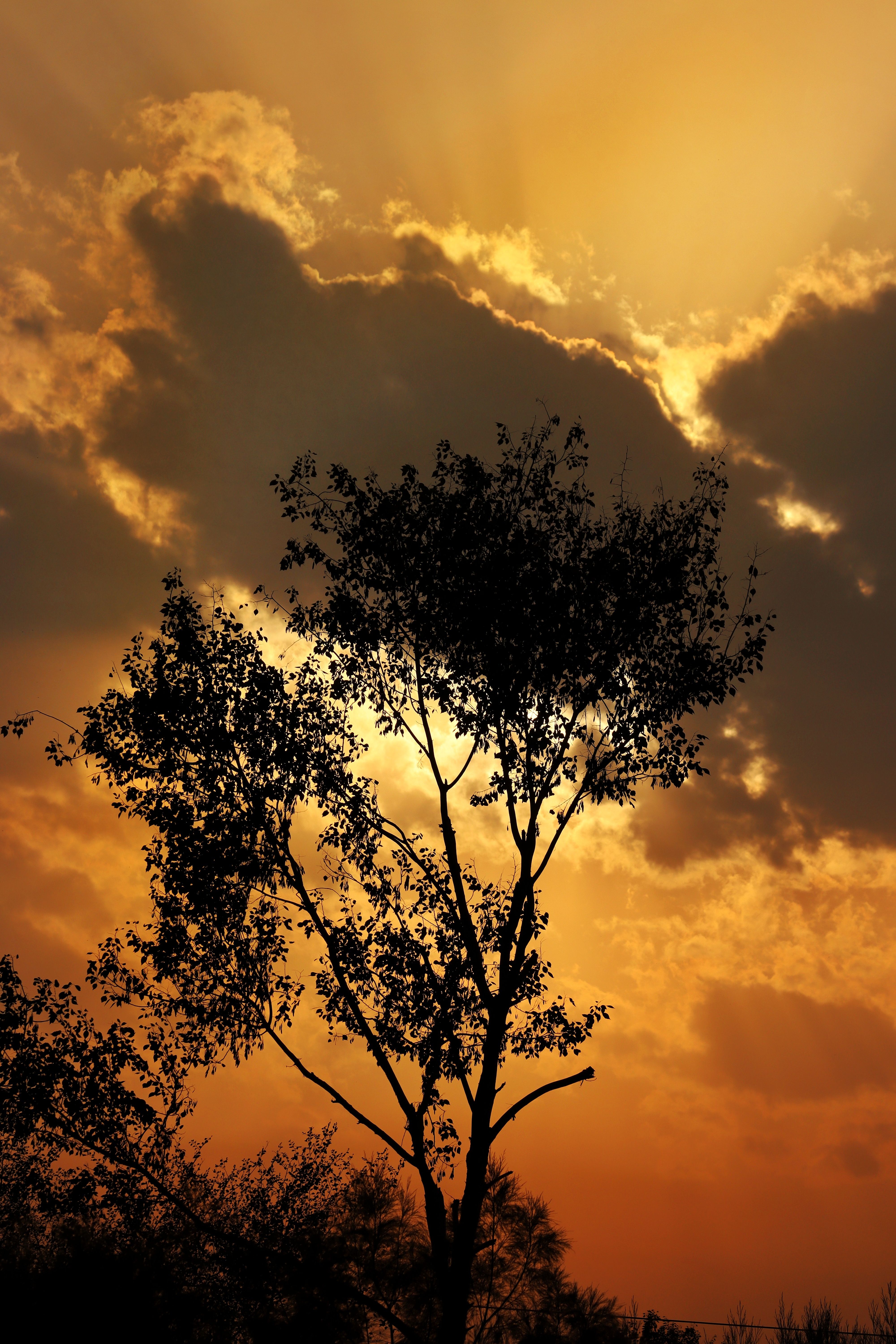 Silhouette of Tree Against Dramatic Sunset Sky · Free Stock Photo