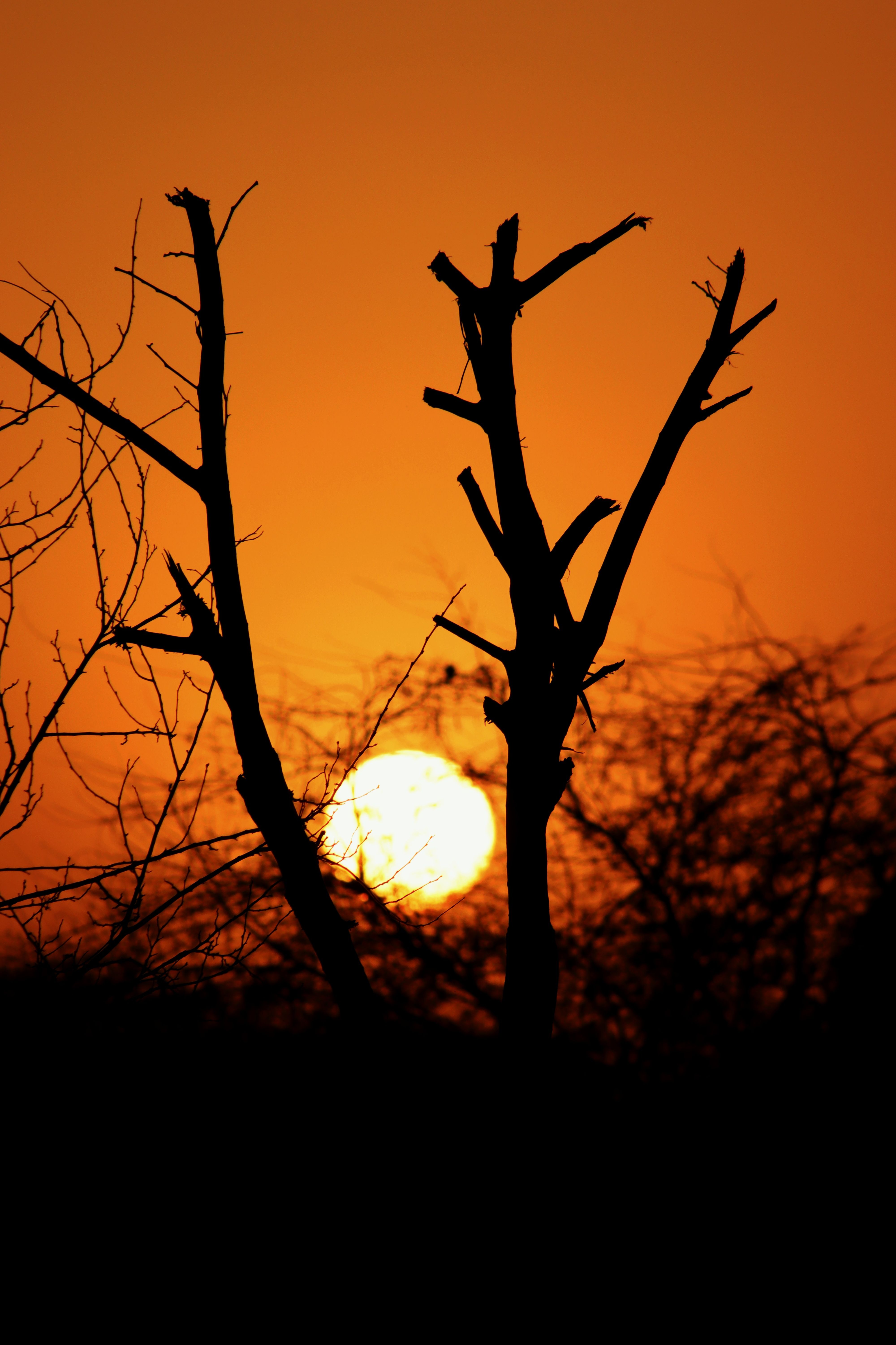 Silhouetted Trees Against Vibrant Sunset Sky · Free Stock Photo