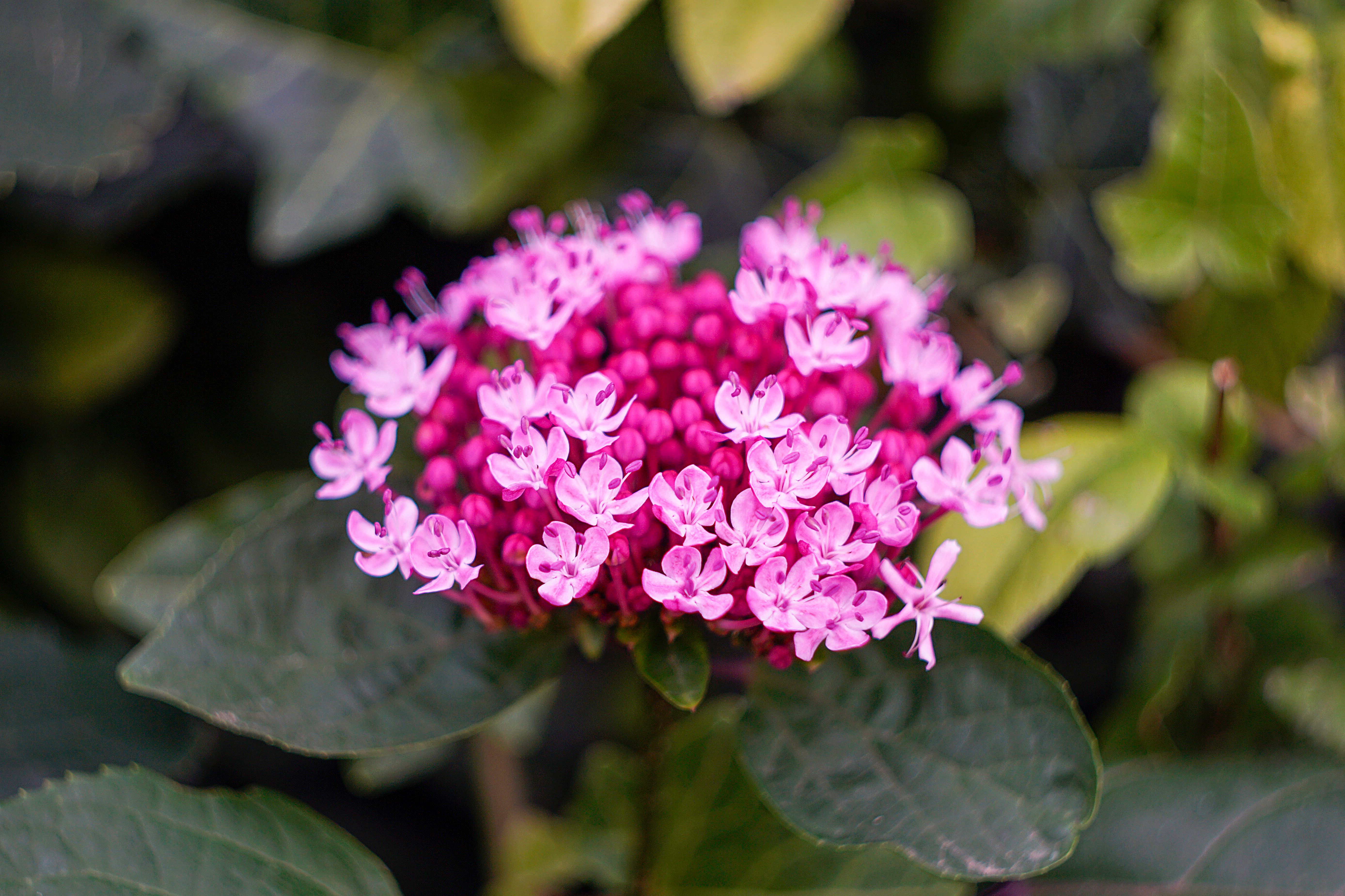 [ColoSach]-a-vibrant-pink-hydrangea-cluster-blooms-amidst-lush-green-foliage,-showcasing-its-intricate-floral-beauty.