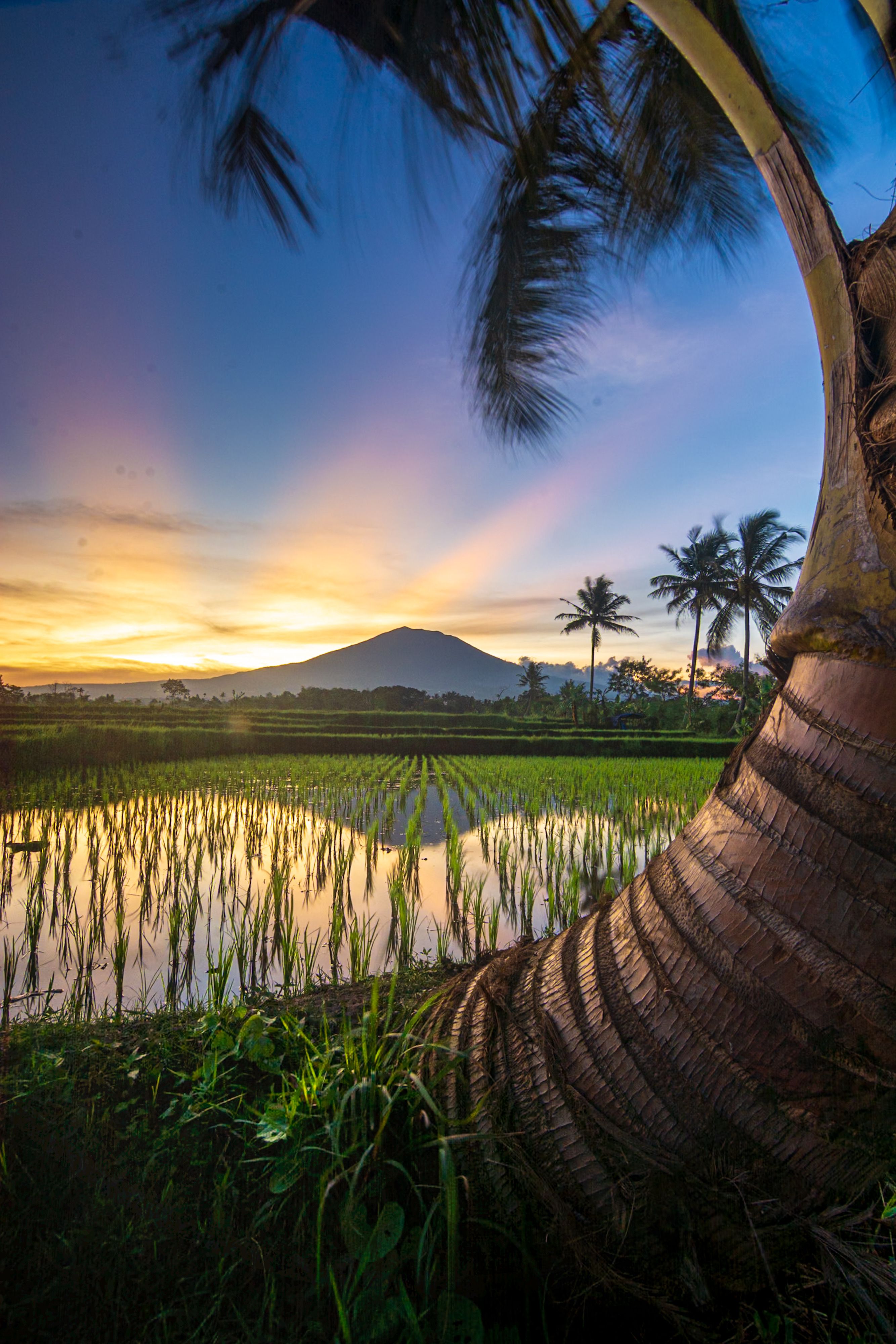 Sunset Over Rice Fields in West Java, Indonesia · Free Stock Photo