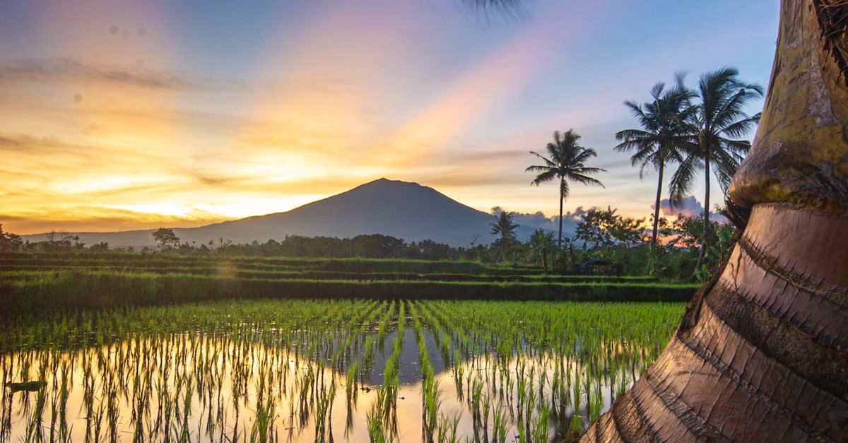 Sunset Over Rice Fields in West Java, Indonesia · Free Stock Photo