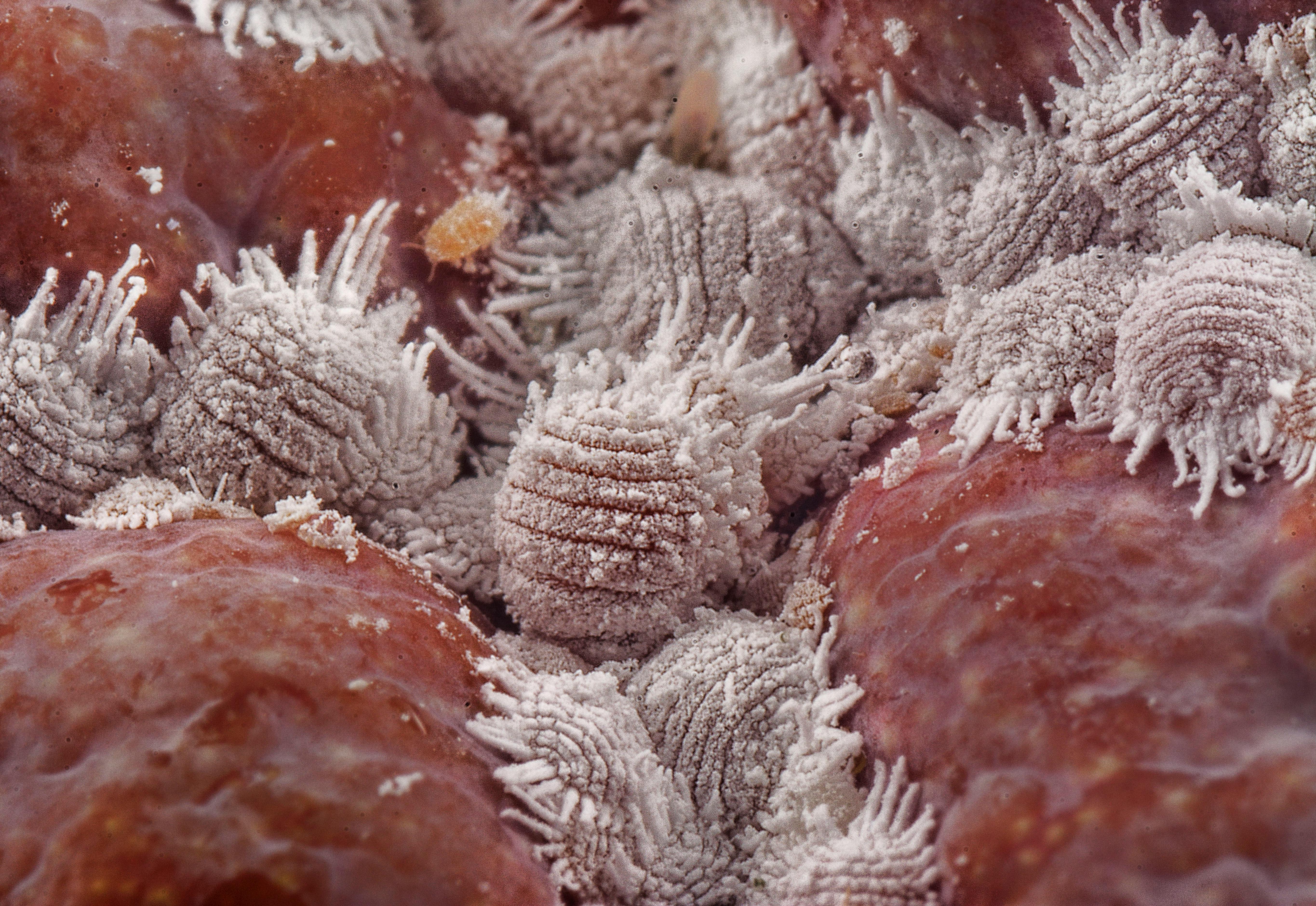 Control Ecológico de Planococcus citri: Remedios Caseros y Manejo Integrado