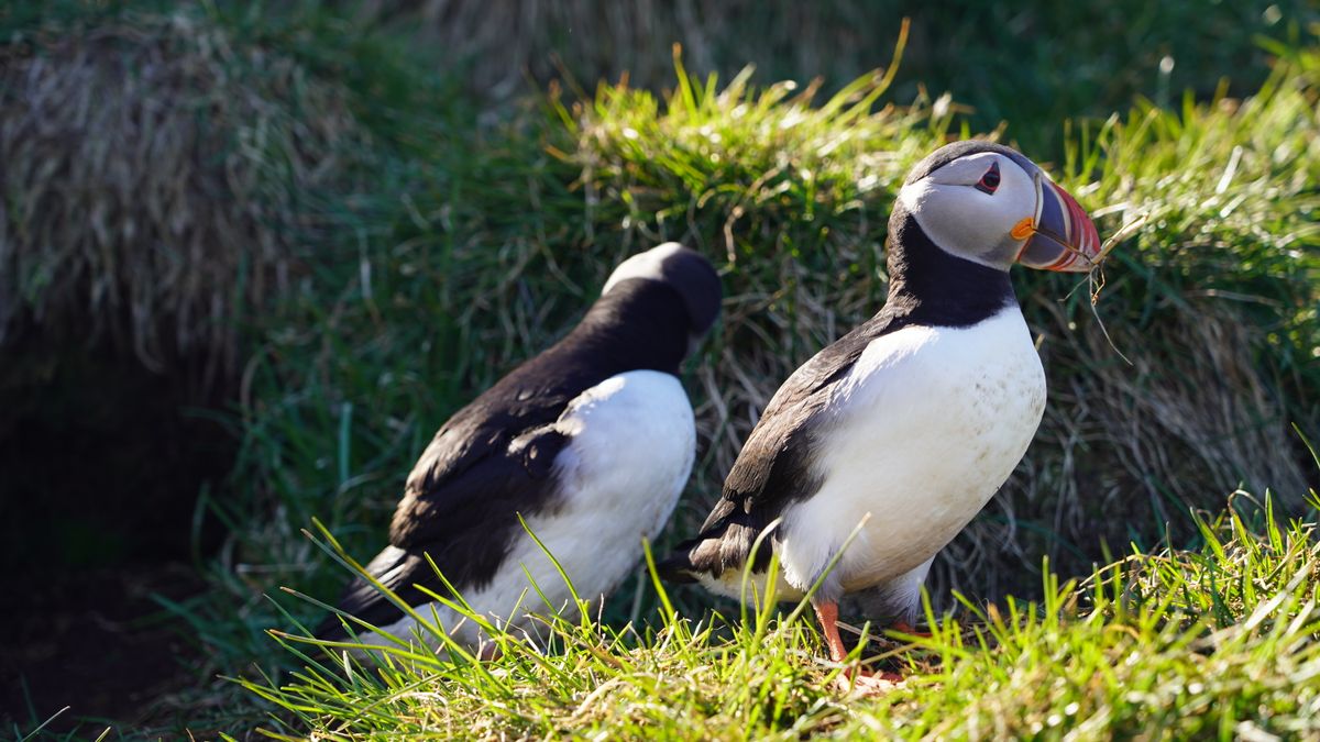 Razorbill+Pair+In+Bolungarvík,+Iceland Photos, Download The BEST Free ...