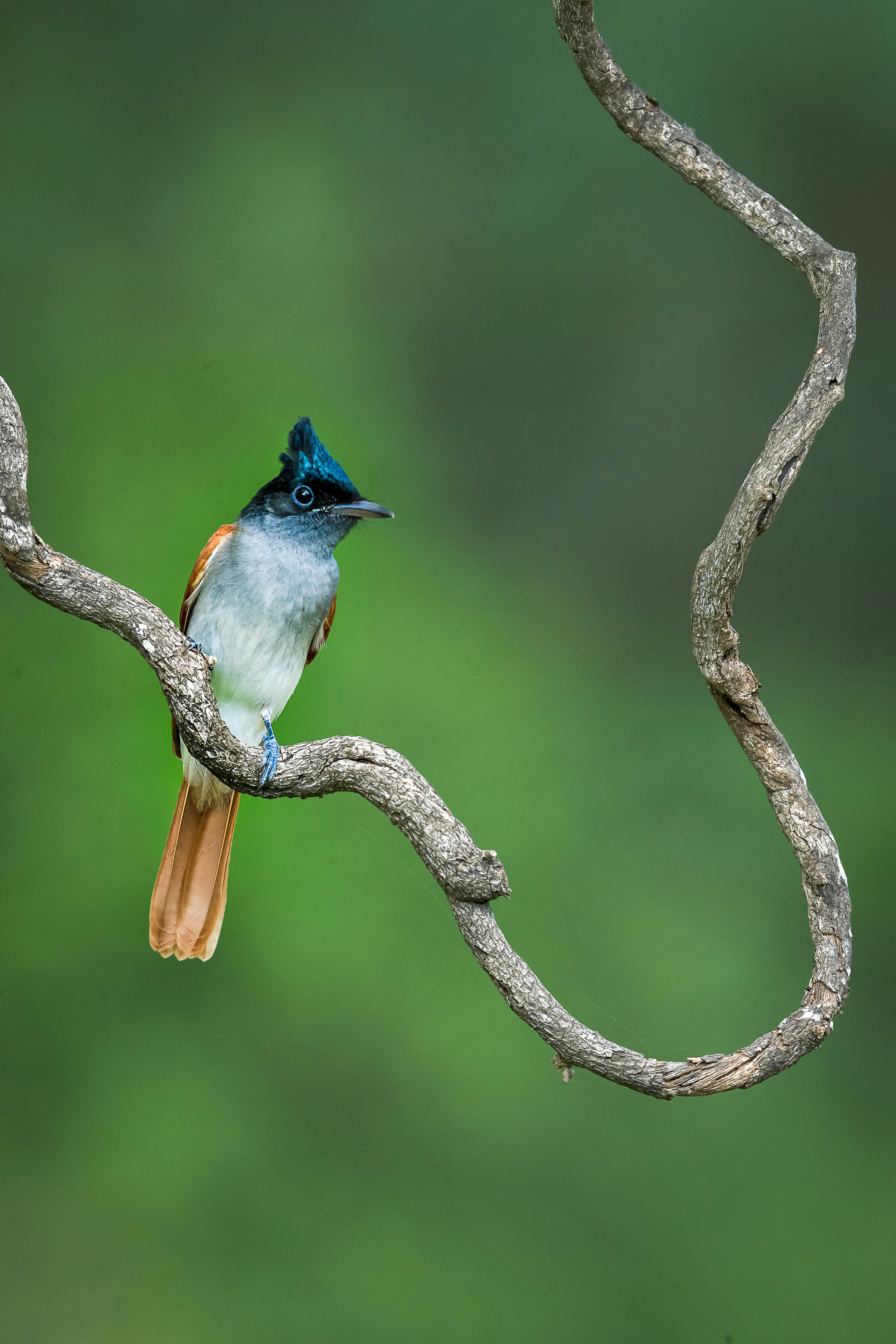 A striking Asian paradise flycatcher perched on a uniquely twisted branch against a vibrant green background.