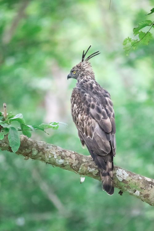 Free A Crested Hawk-Eagle (Nisaetus cirrhatus) perched gracefully on a branch in a lush forest setting. Stock Photo