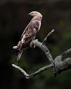 A crested hawk-eagle perched on a tree branch, displaying its plumage in natural surroundings.