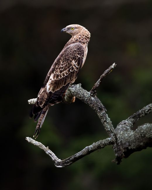 A crested hawk-eagle perched on a tree branch, displaying its plumage in natural surroundings.
