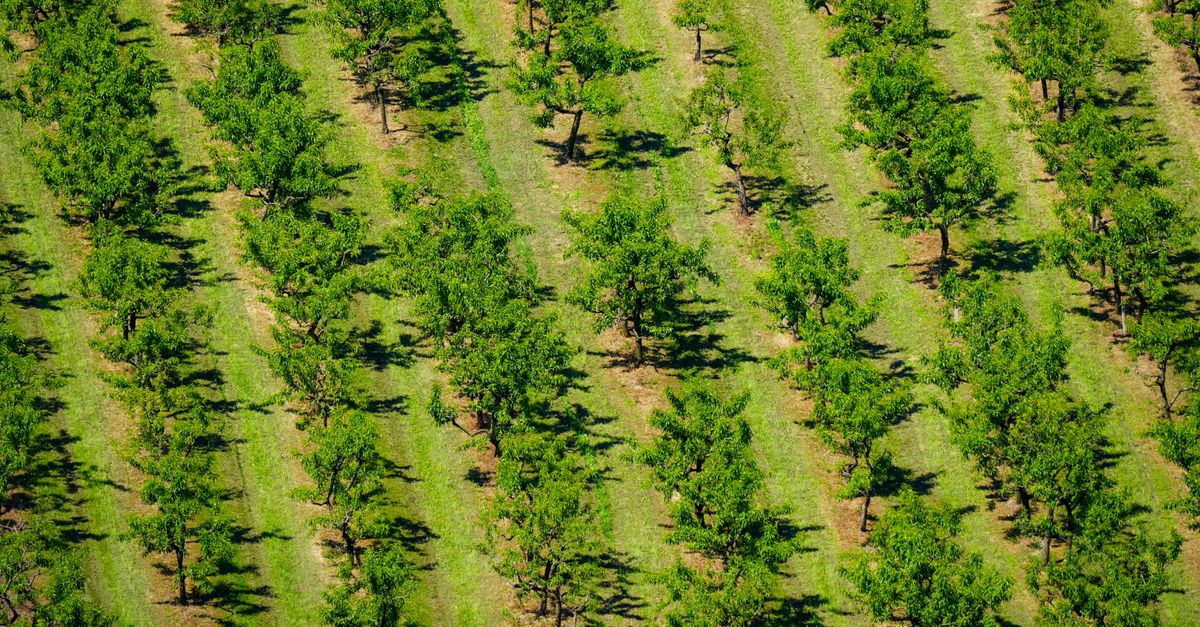Manguier : Guide Culture et Plantation 2026
