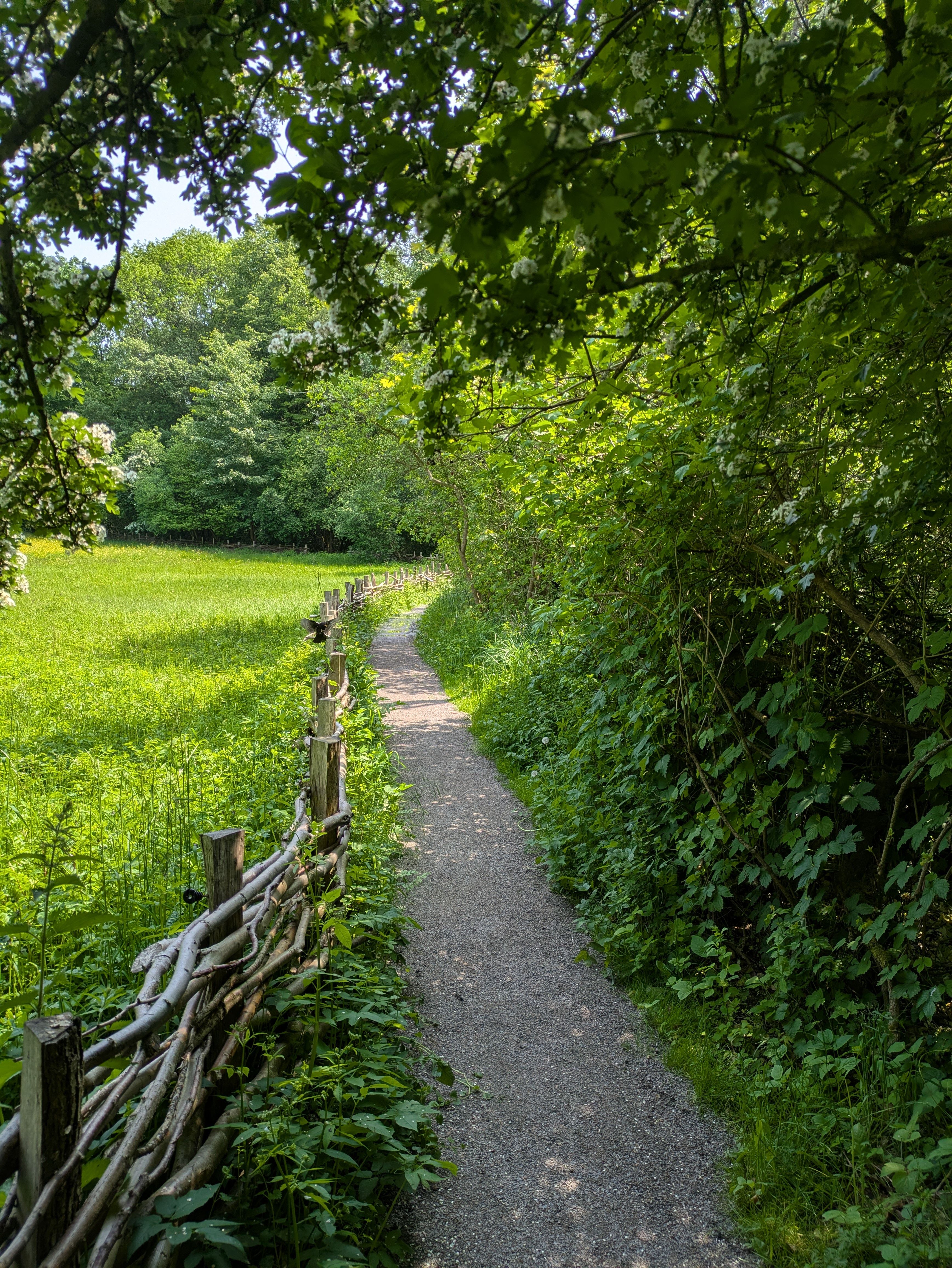 Serene Forest Path Leading to Open Meadow · Free Stock Photo