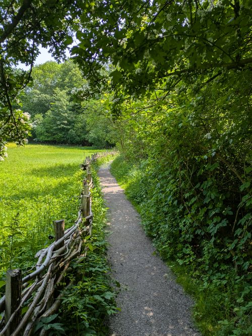 Free Scenic forest pathway with lush greenery opening into a sunny green meadow. Stock Photo