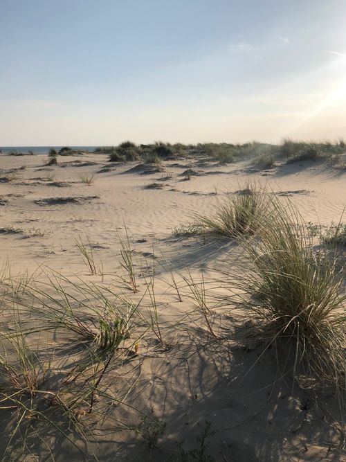 Free Explore the tranquil sand dunes along the Dutch coast with grassy tufts under a clear sky. Stock Photo