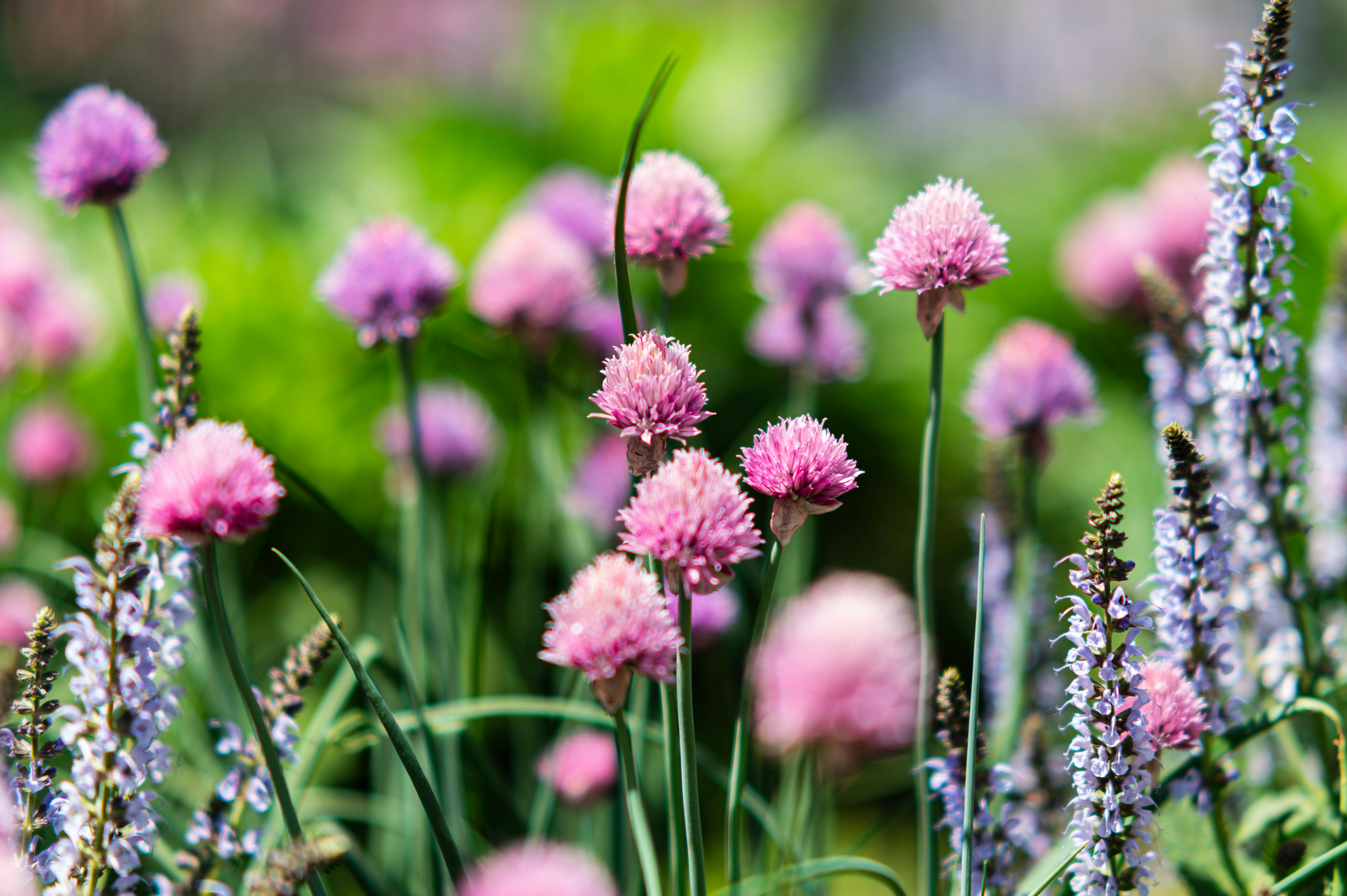 A Landscape Designer’s Favorite Gardening Tools — Photo by Mahesh Mohan on Pexels
