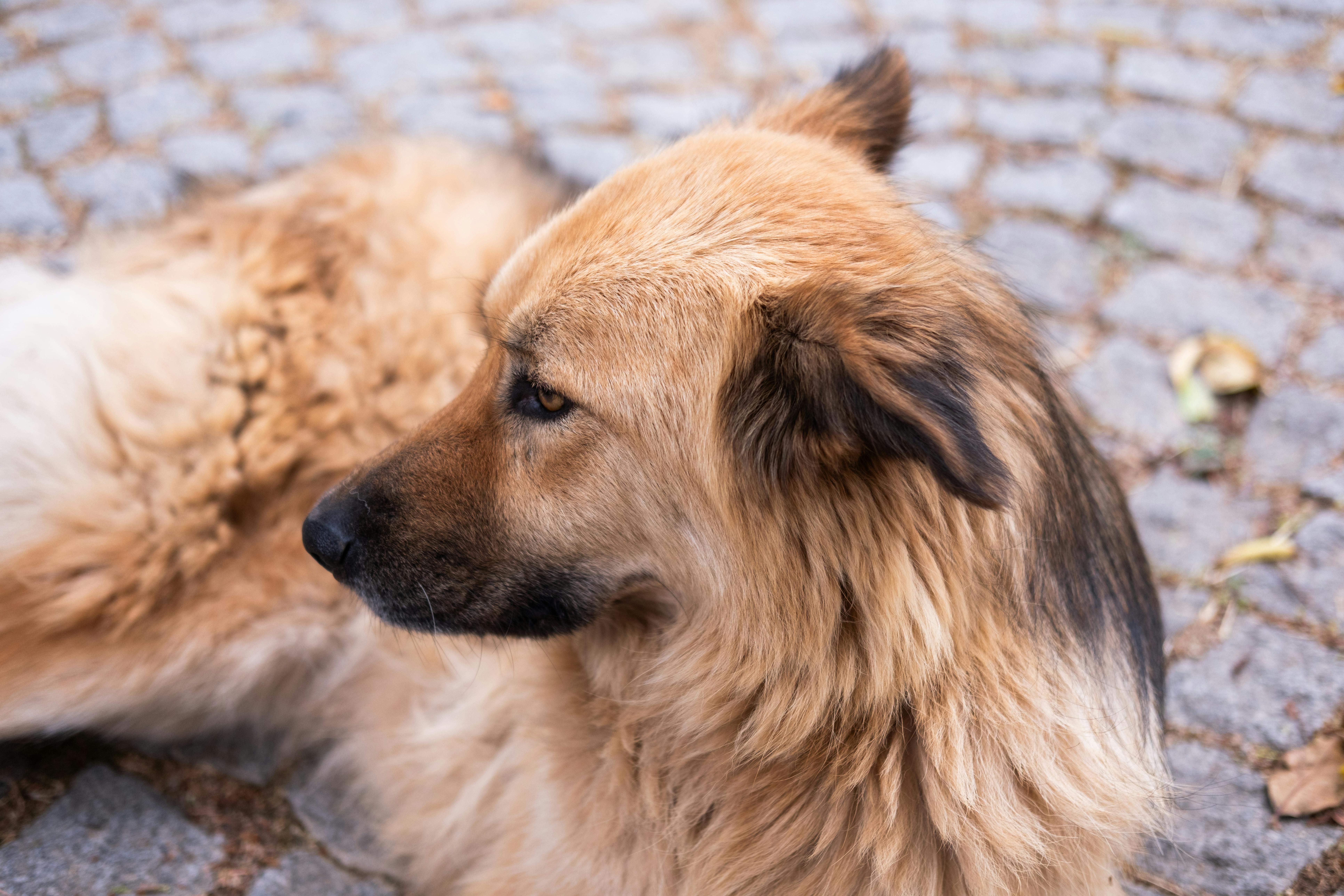 Συχνές Ασθένειες στον Afghan Hound: Πρόληψη & Συμπτώματα