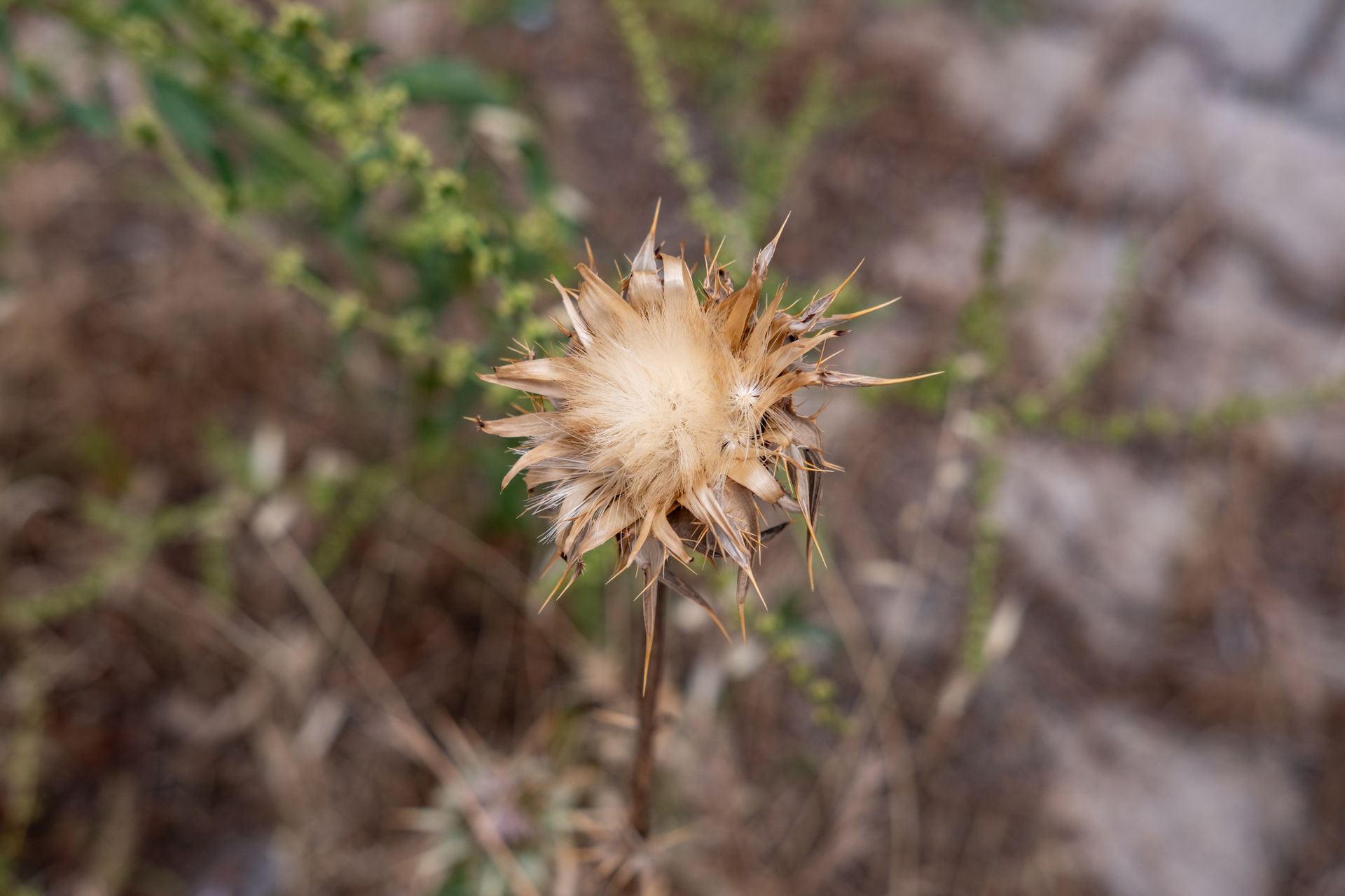 Close-up of a dried Silybum marianum plant with spikes in a natural setting.