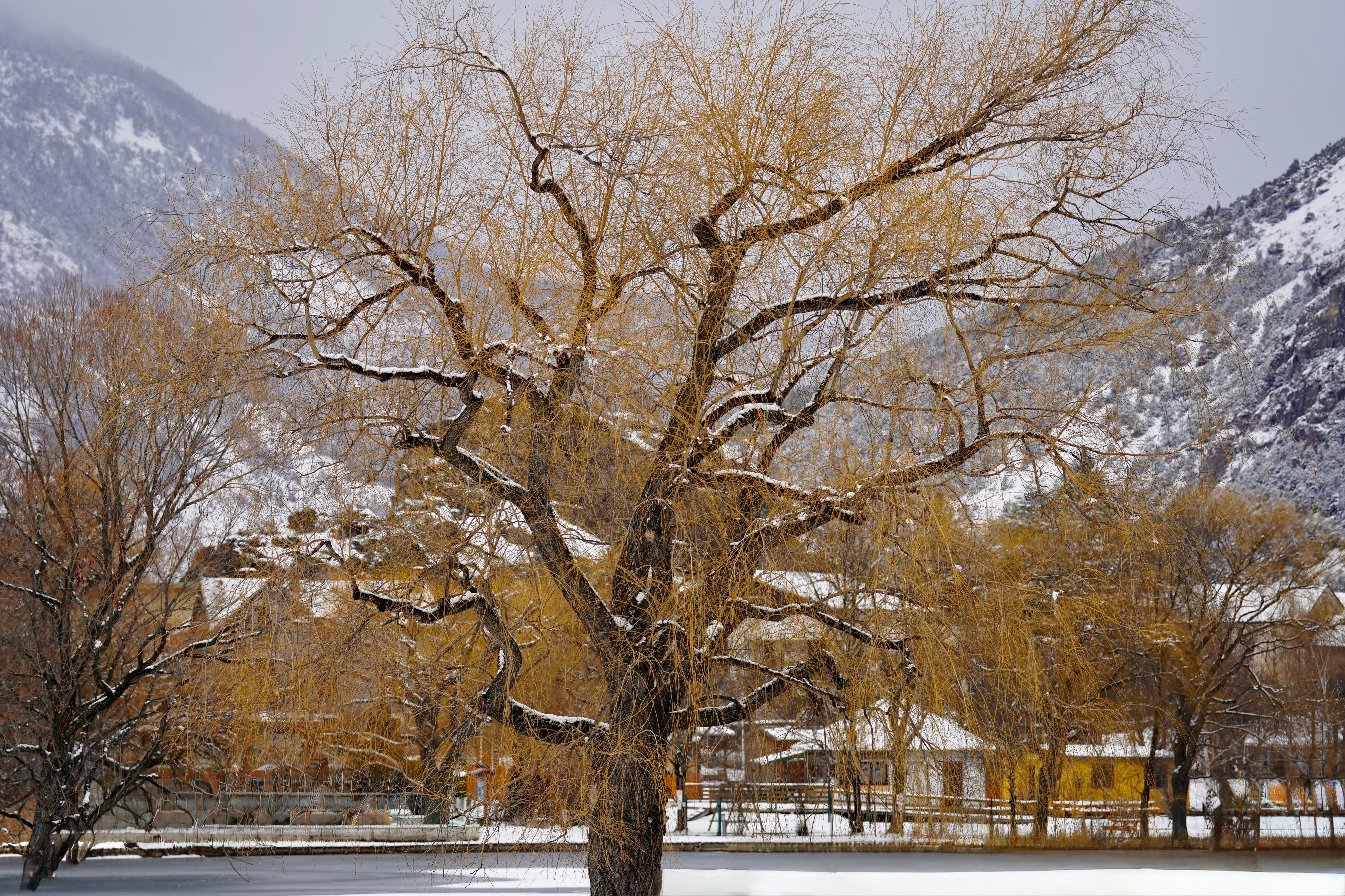 Snow-covered willow tree in winter landscape — best time for pruning willow trees in Surrey BC